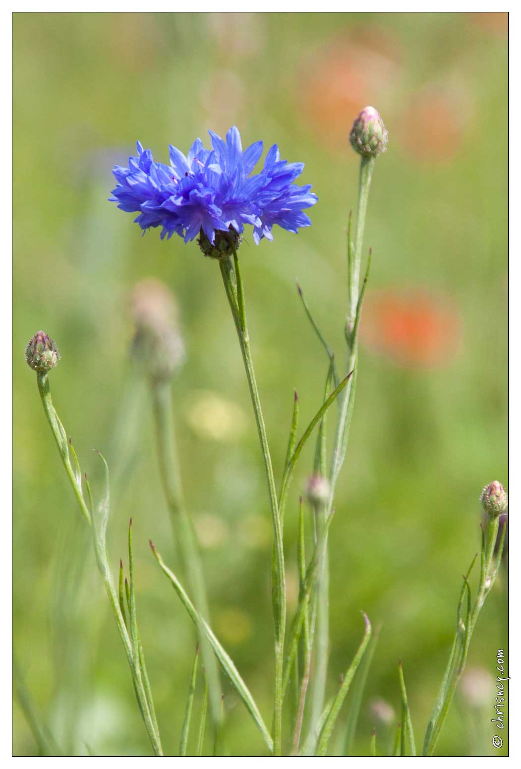 20090611-17_2377-Coquelicots_et_Bleuets.jpg