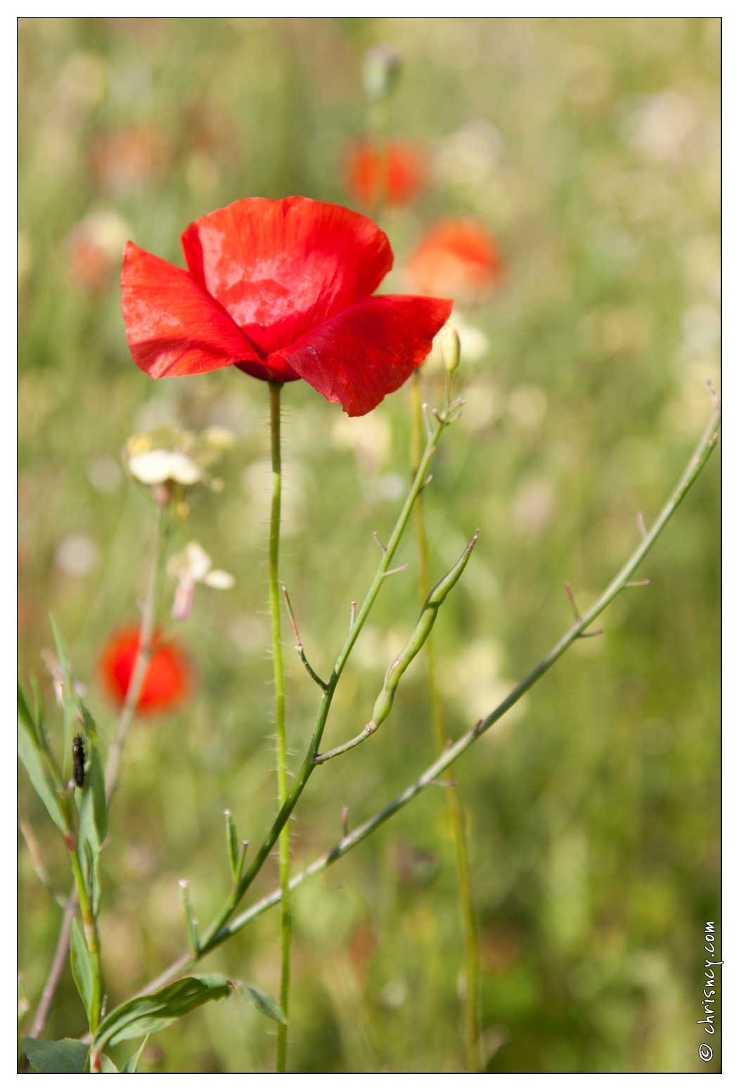 20090611-20_2410-Coquelicots_et_Bleuets.jpg