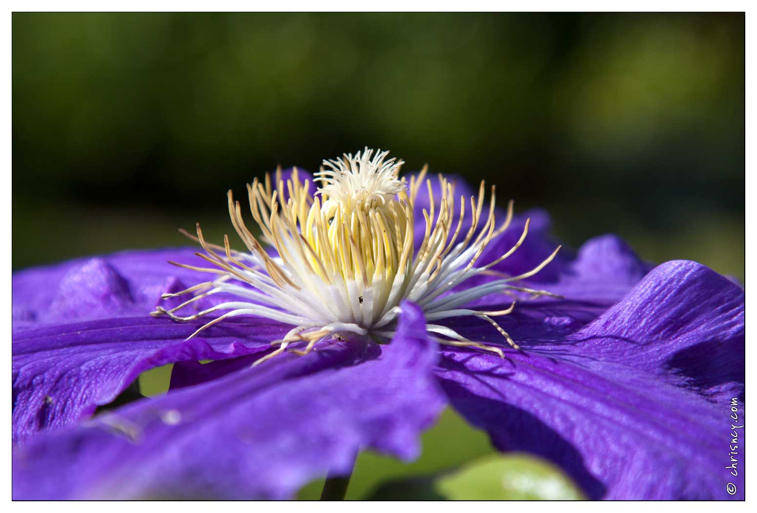 20090611-21_2450-Clematite.jpg