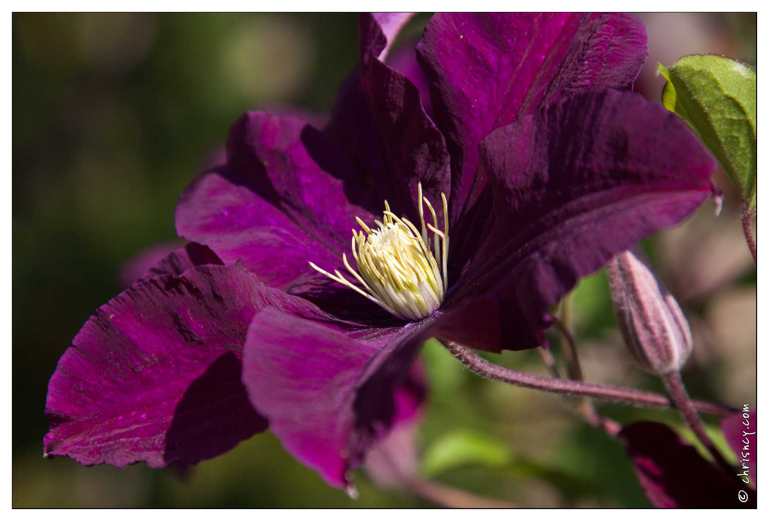 20090611-22_2458-Clematite.jpg