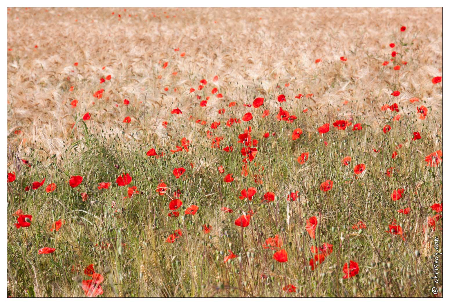 20090611-03_2024-Coquelicots_et_Fleurs_des_champs.jpg