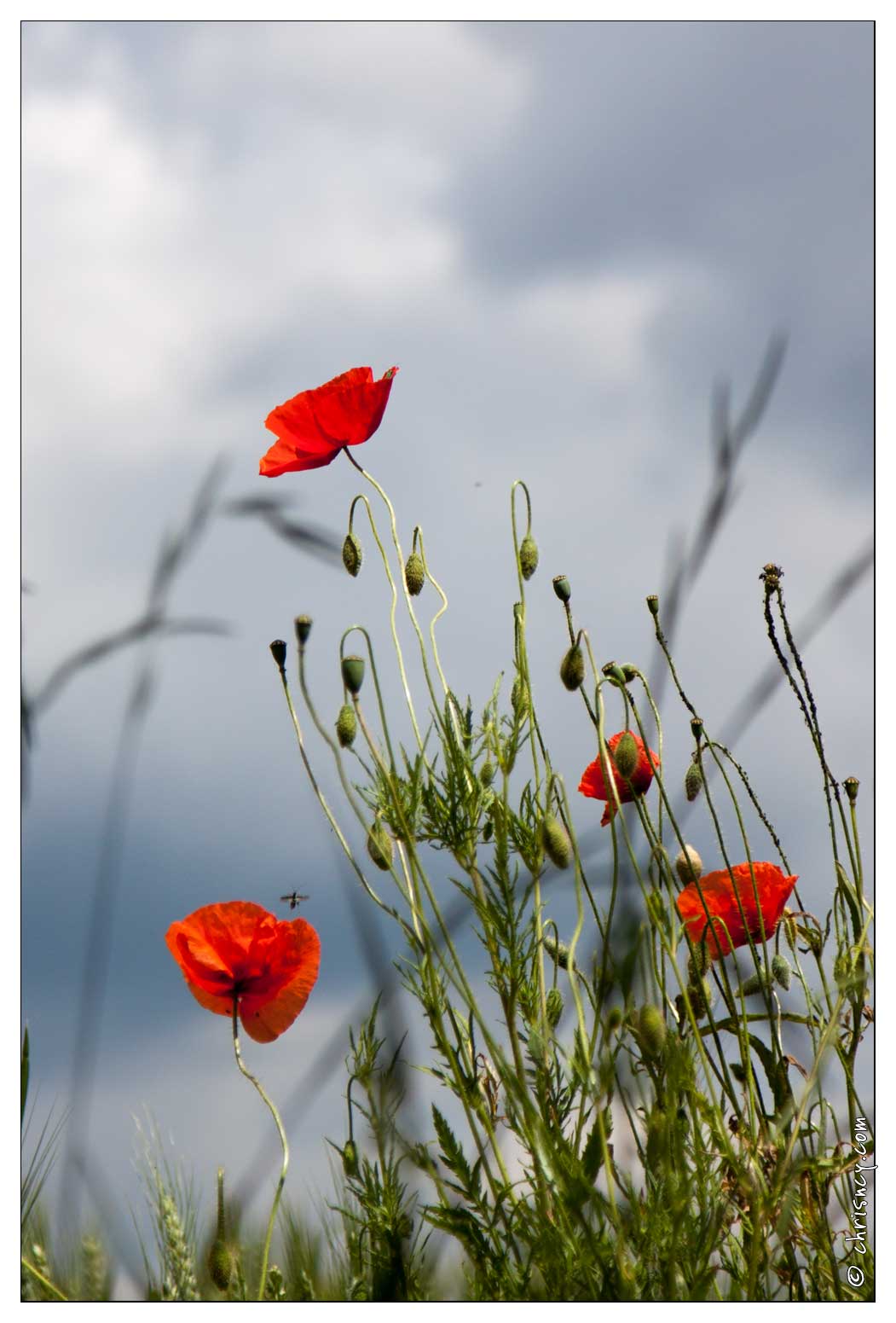 20090611-40_2312-Coquelicot_et_fleurs_des_champs.jpg