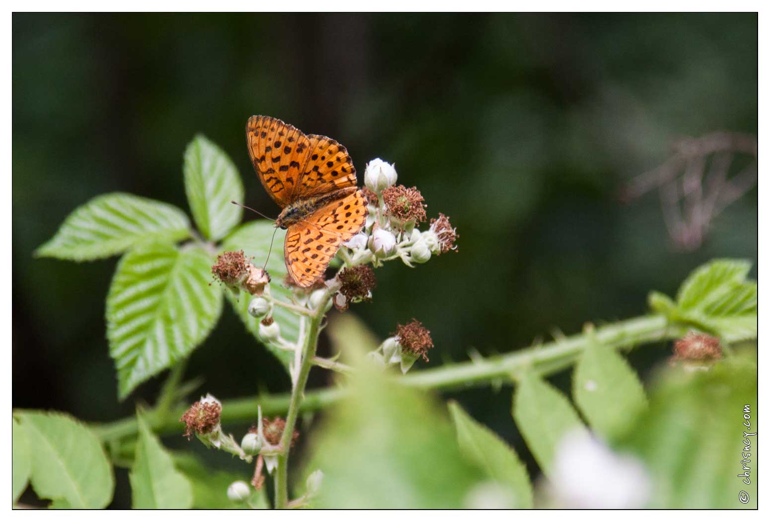 20090705-13_5622-Papillon_le_nacre_de_la_ronce.jpg