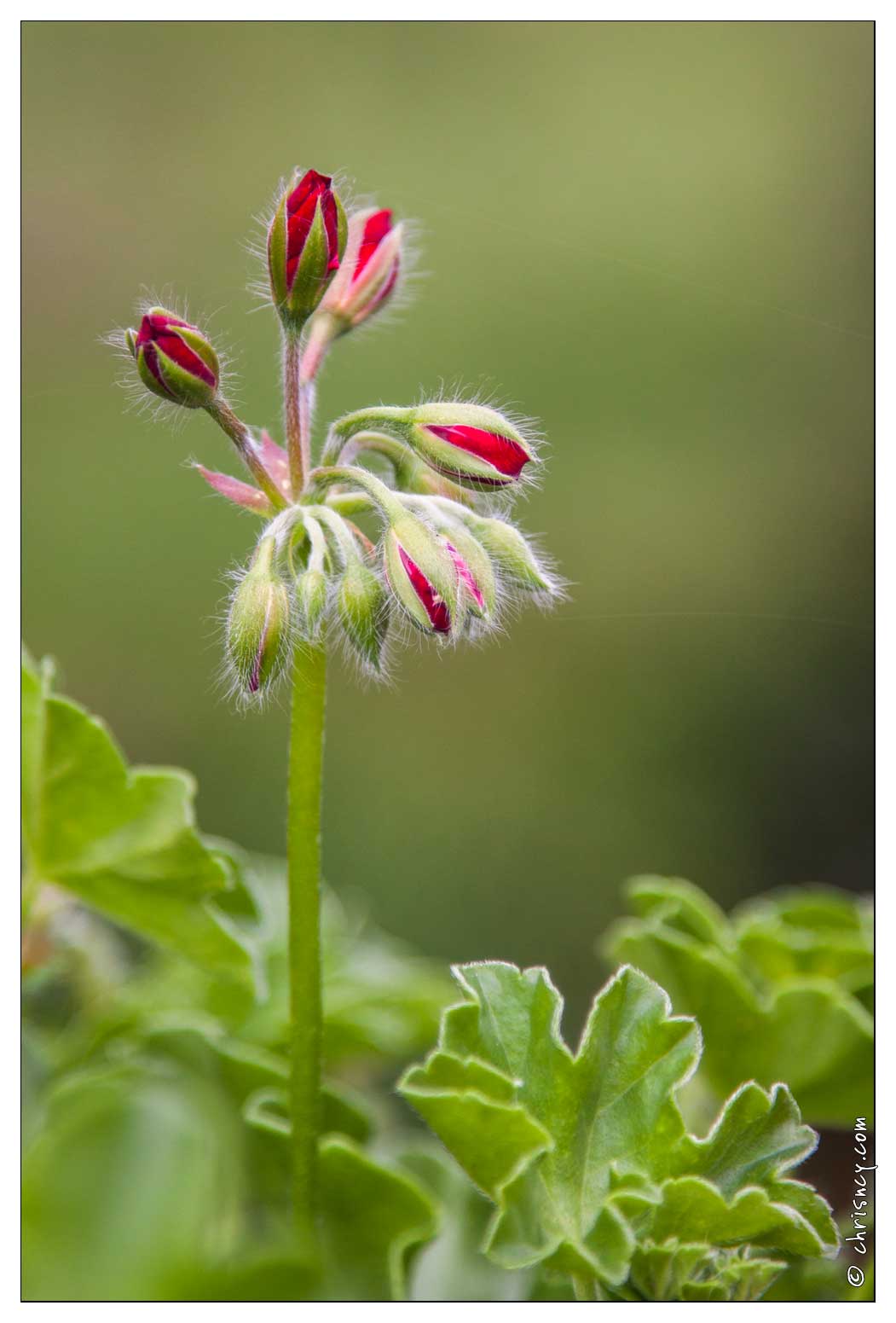 20090705-15_5664-Geranium.jpg