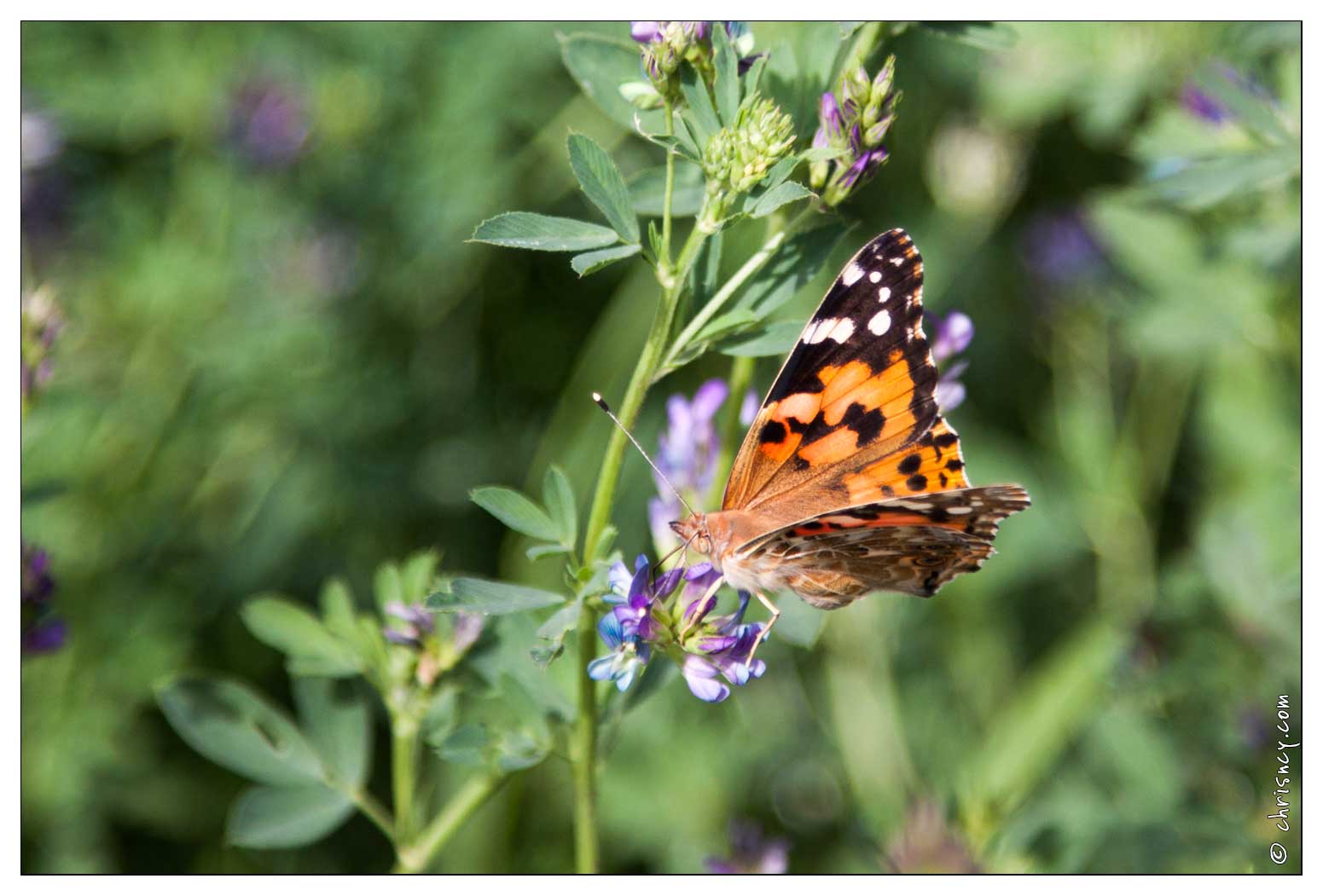 20090705-34_5722-Papillon_la_belle_dame.jpg