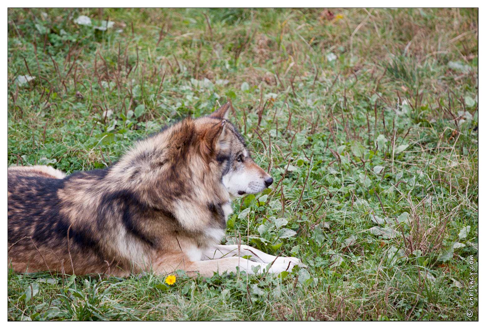 20090919-09_9359-Parc_Ste_Croix_Loup_gris.jpg