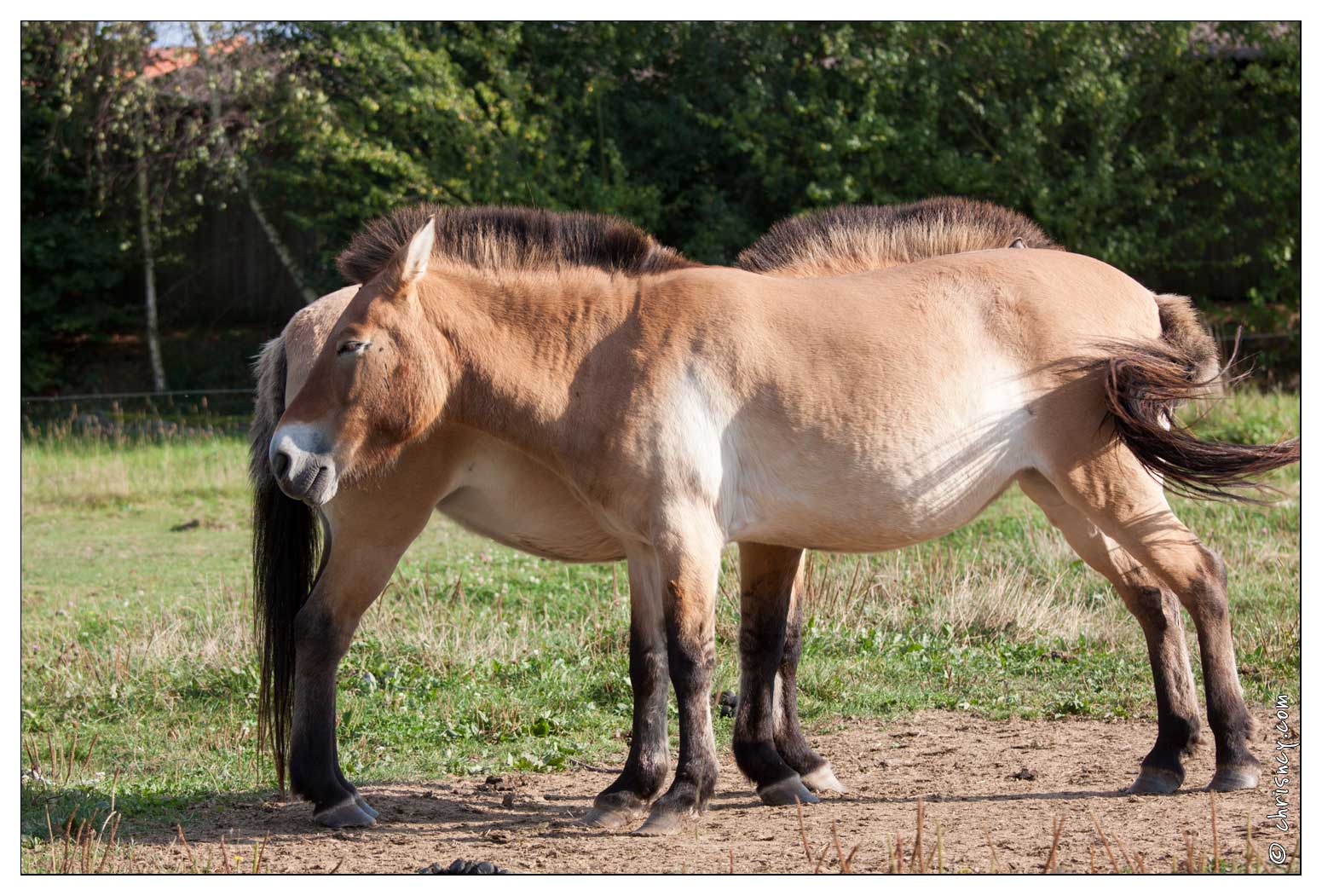 20090919-15_9333-Parc_Ste_Croix_Cheval_Przewalski.jpg