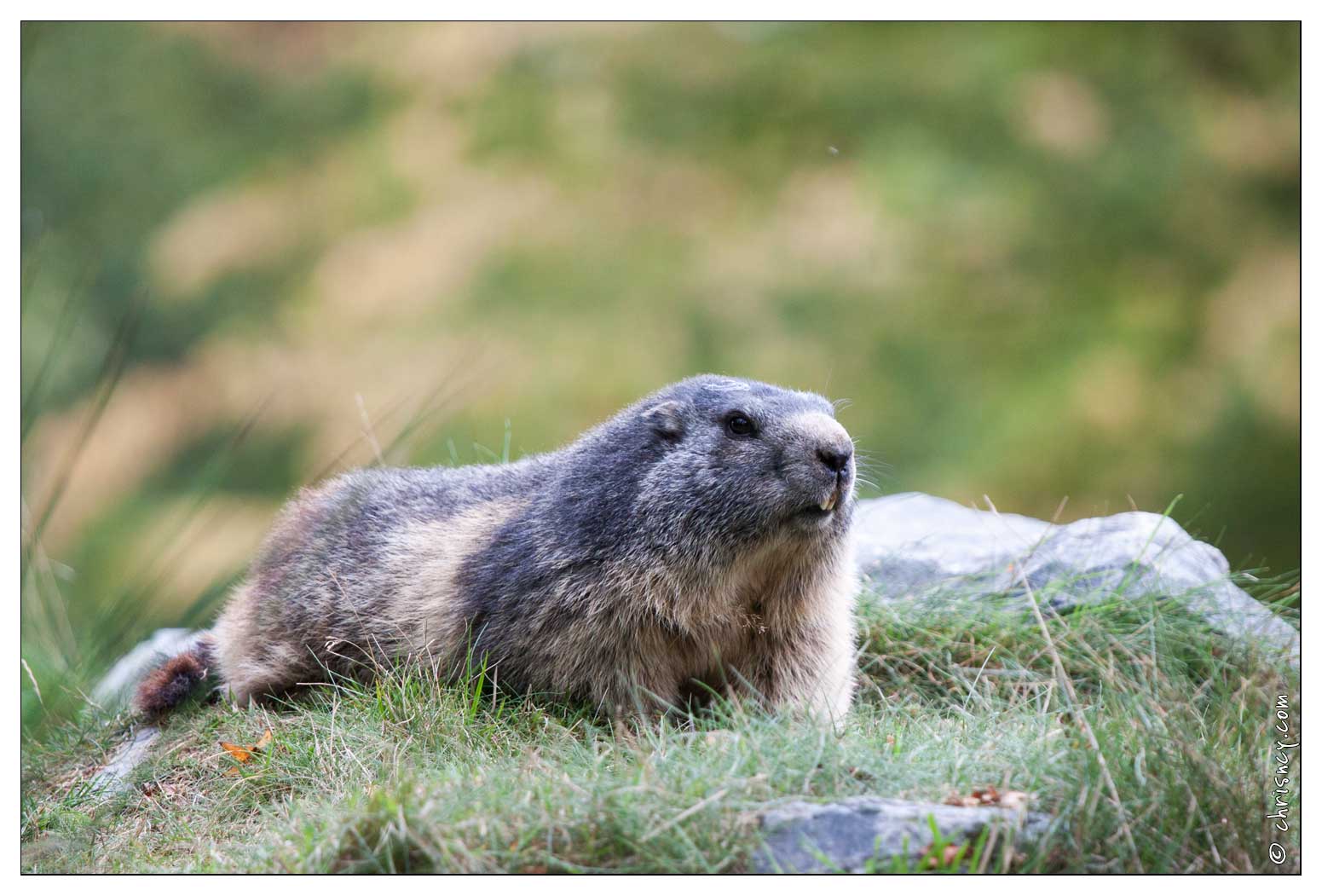 20090919-16_9142-Parc_Ste_Croix_Marmotte.jpg