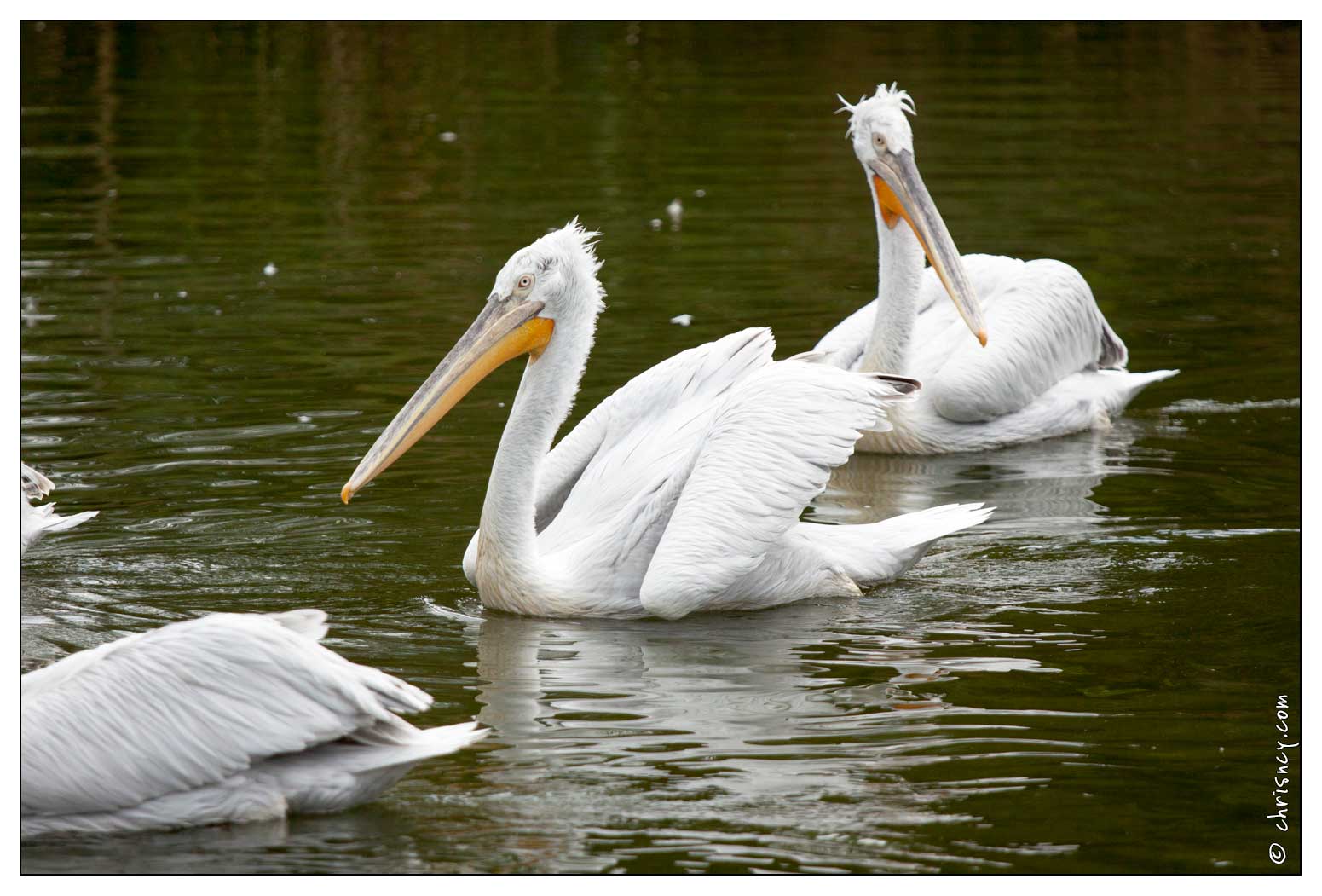 20090919-17_9213-Parc_Ste_Croix_Pelican.jpg