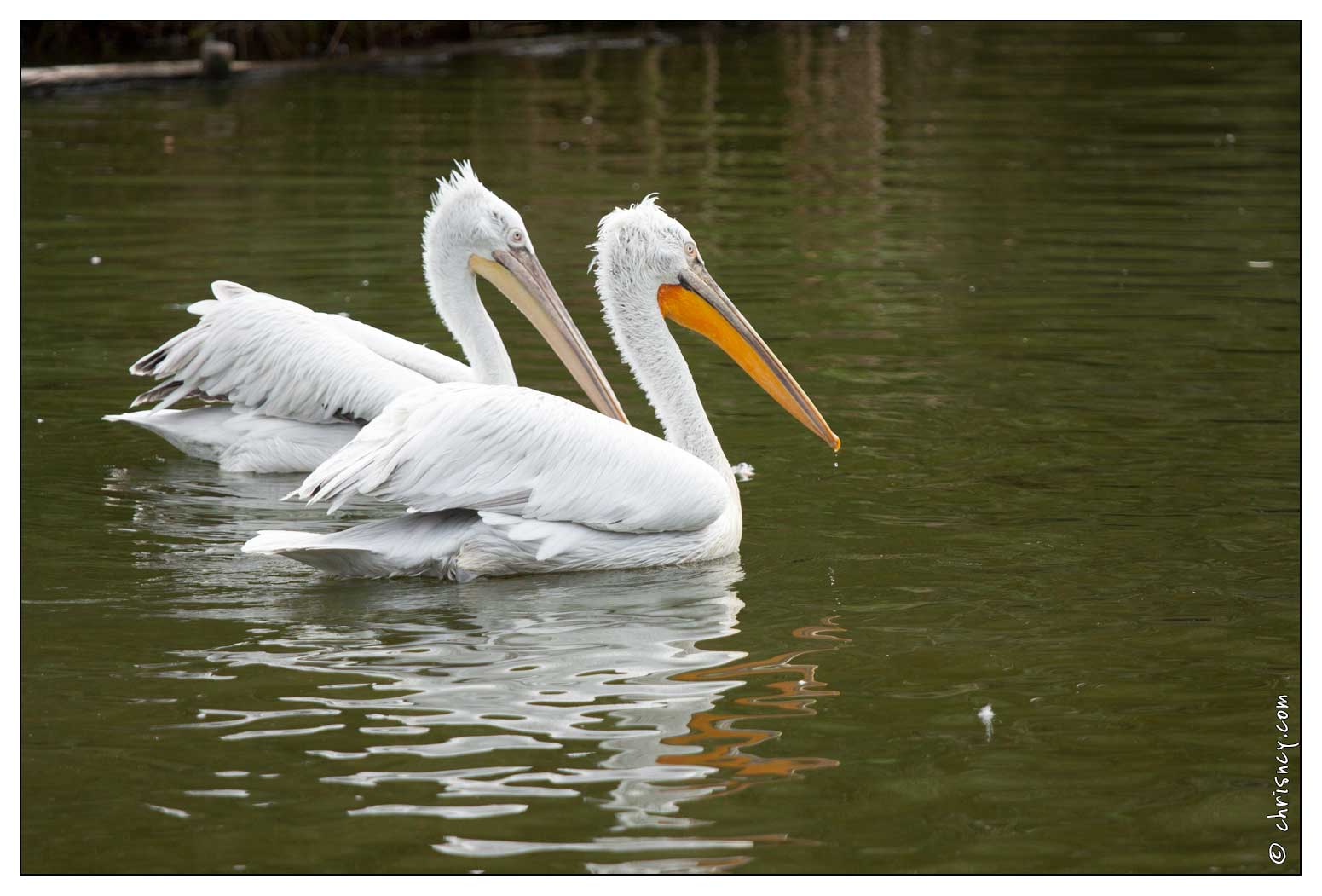 20090919-18_9227-Parc_Ste_Croix_Pelican.jpg