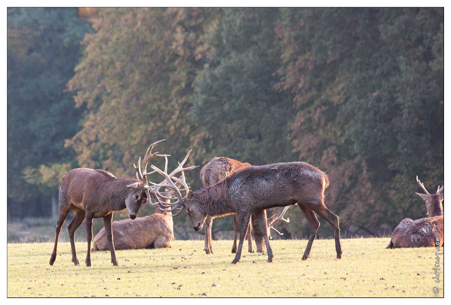 20091003-04_0070-Au_Parc_de_Sainte_Croix_cerfs.jpg