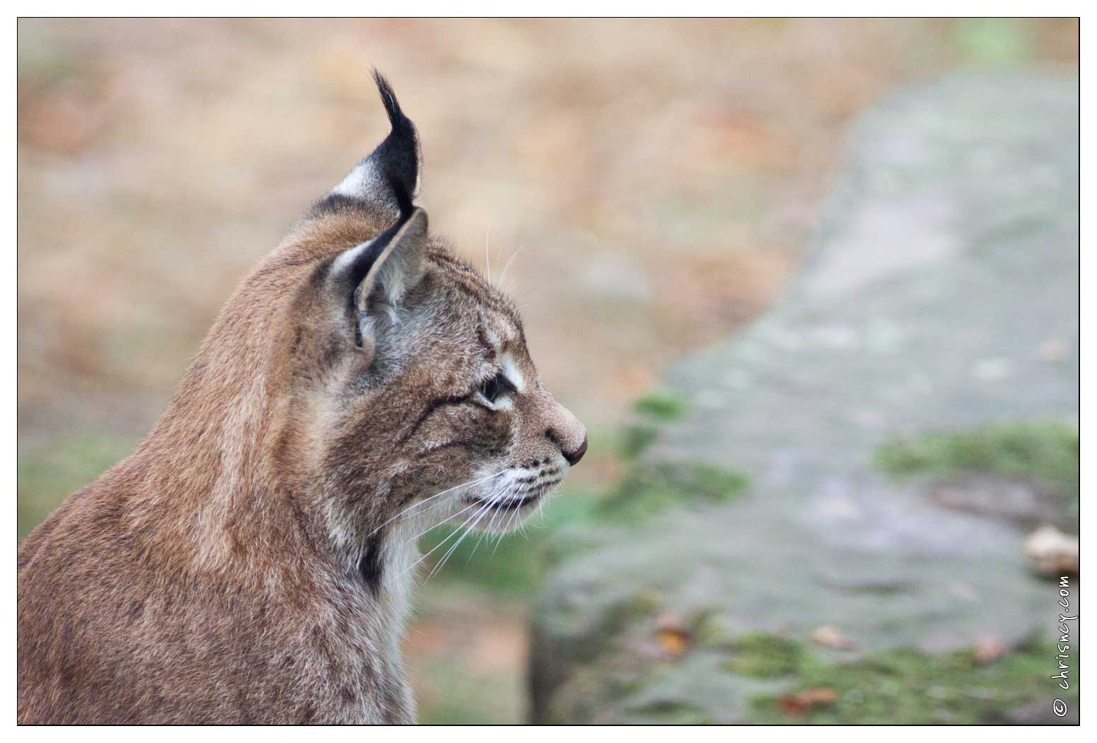 20091003-19_0313-Au_Parc_de_Sainte_Croix_lynx.jpg