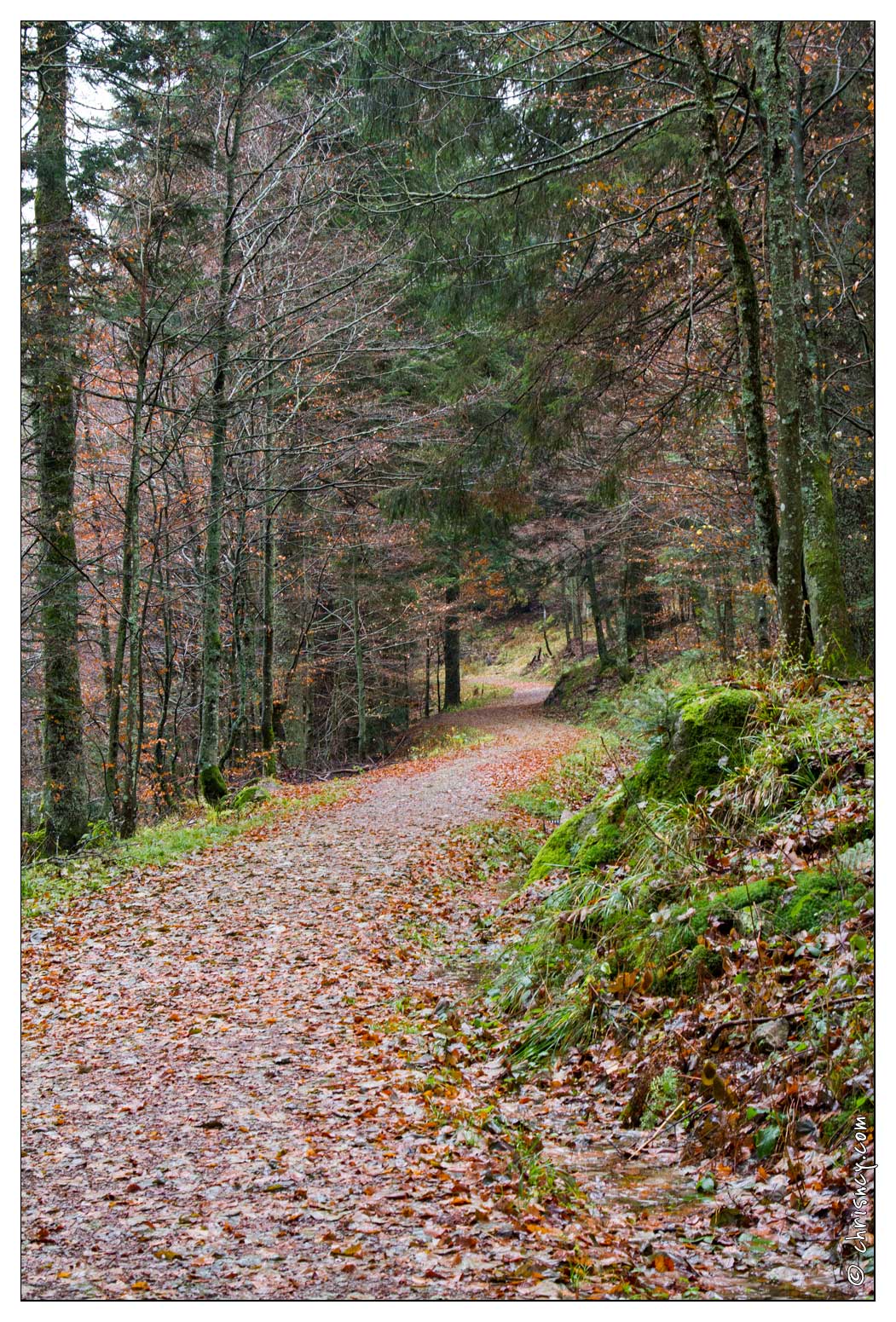 20091107-0270-La_Bresse_lac_de_Blanchemer.jpg