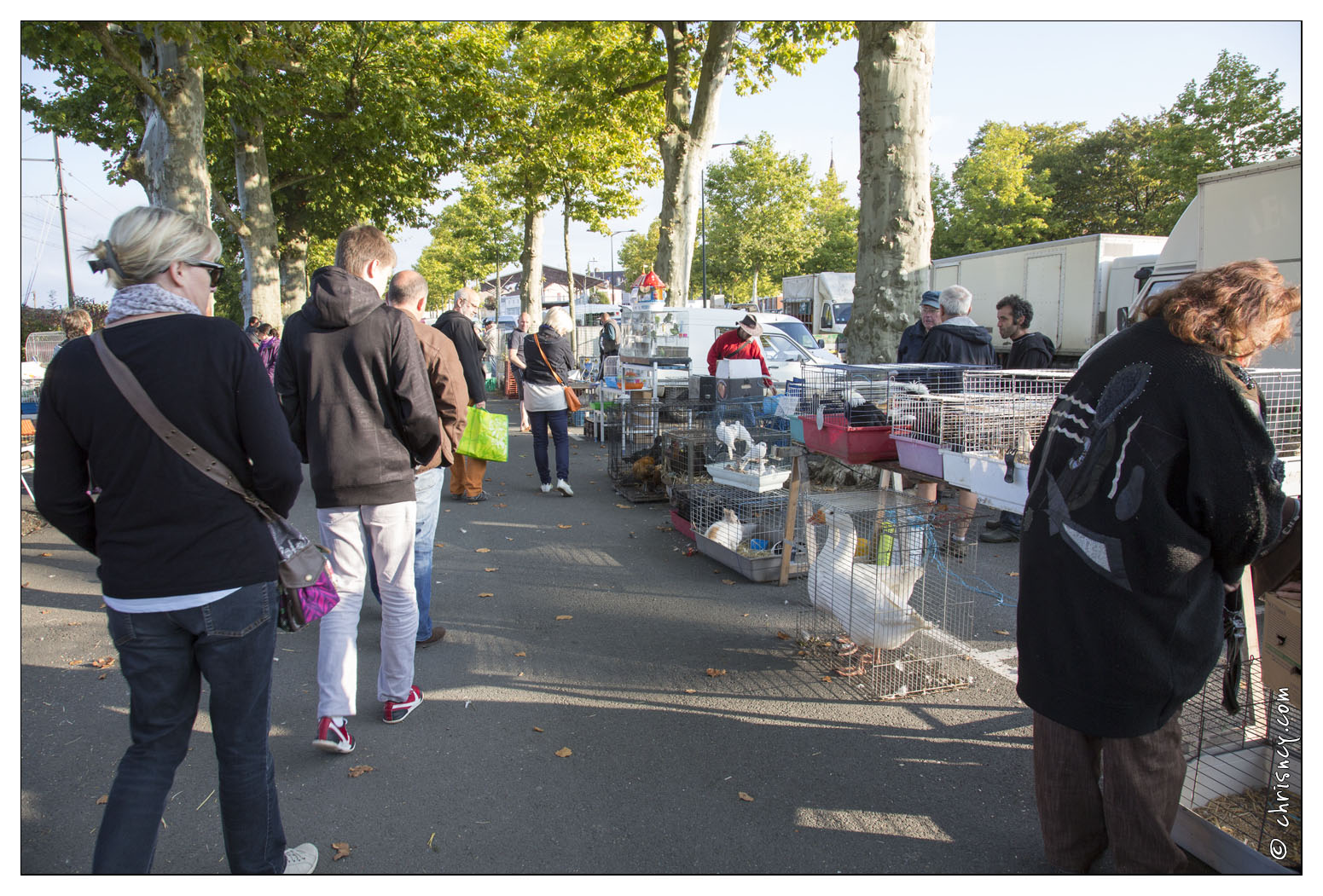 20140901-011_5913-Louhans_marche_volailles.jpg