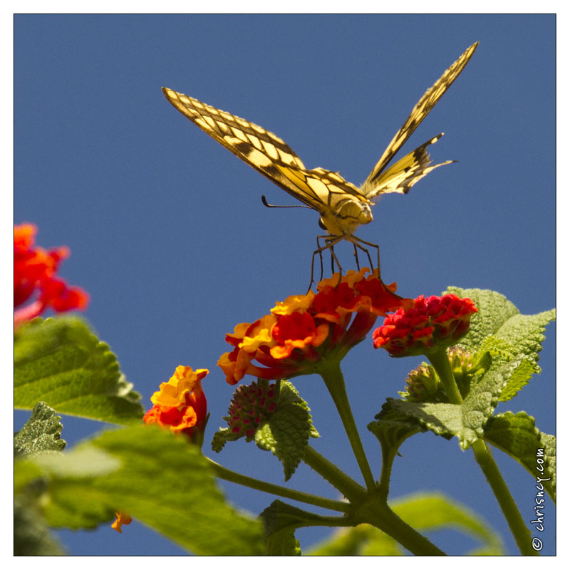 20120913-016_6422-Corse_papillon_Machaon.jpg