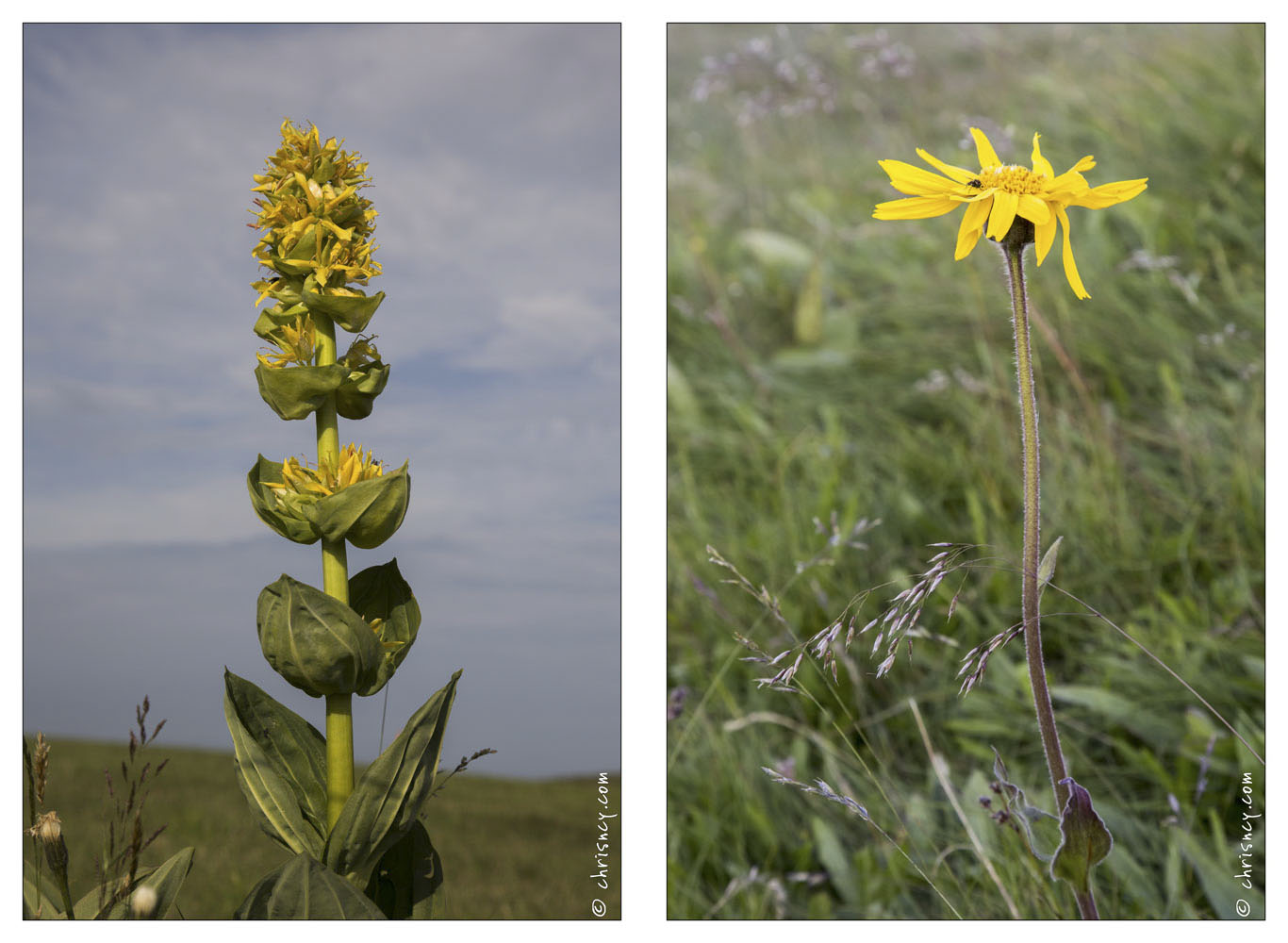 20130717-9999-Gentiane_arnica.jpg