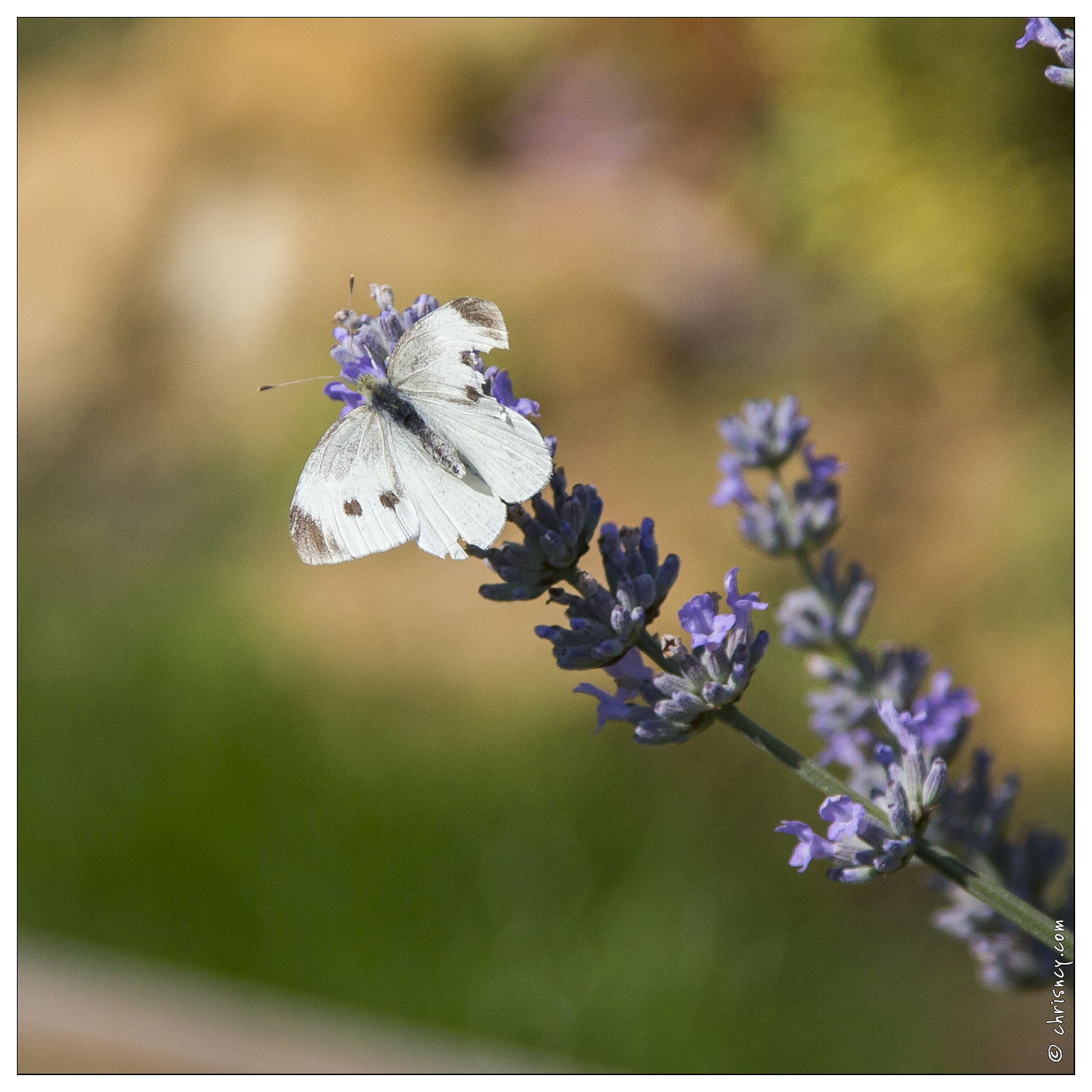 20140717-3849-Papillon_la_pieride_de_la_rave.jpg