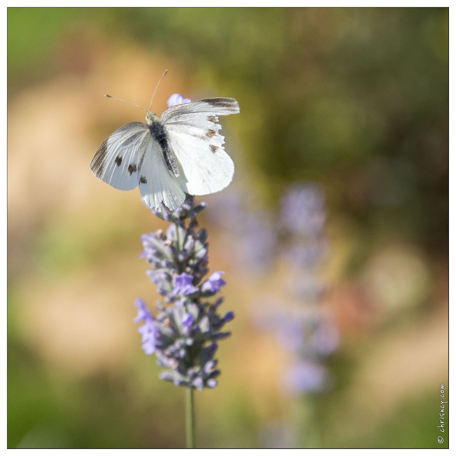 20140717-3858-Papillon_la_pieride_de_la_rave.jpg