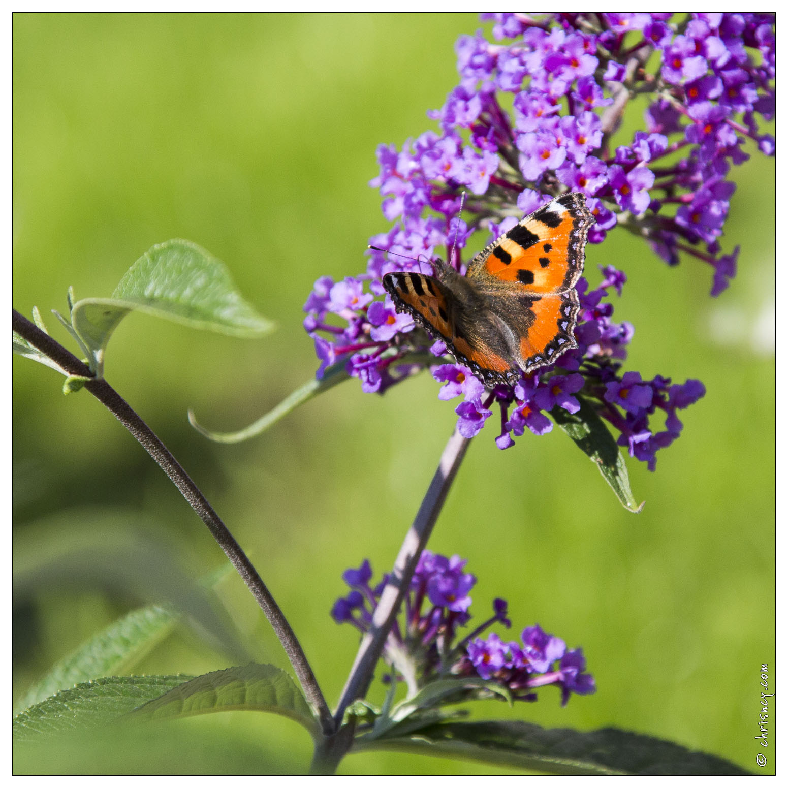 20140717-3870-Papillon_la_petite_tortue.jpg