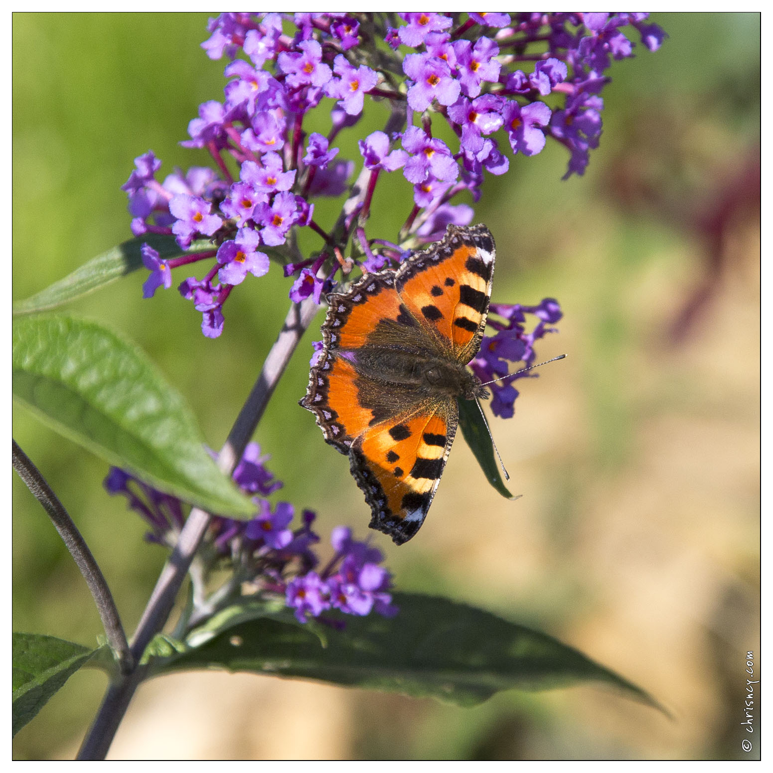 20140717-3878-Papillon_la_petite_tortue.jpg