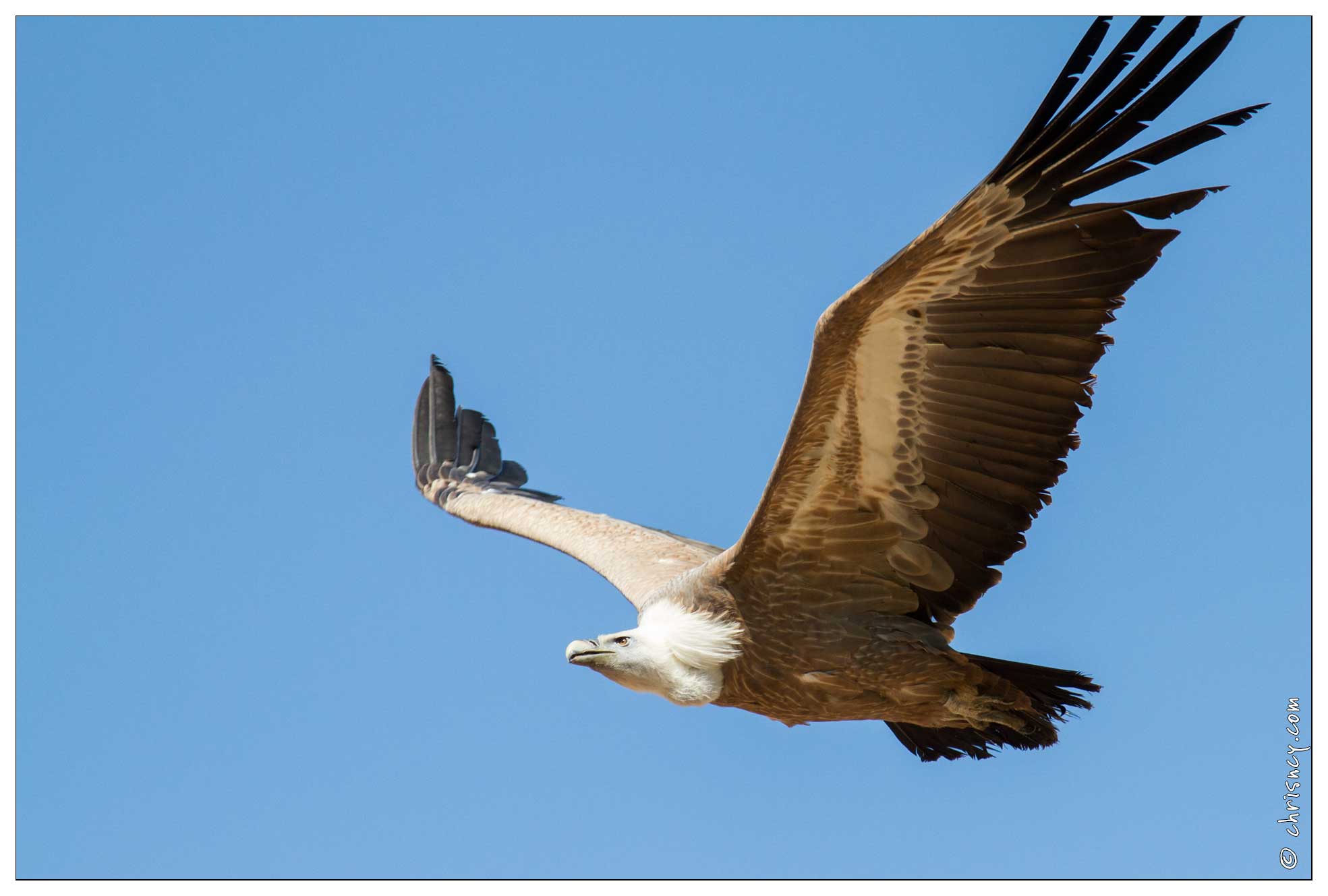 20120513-1463-Vautour_Au_Puy_du_Fou.jpg