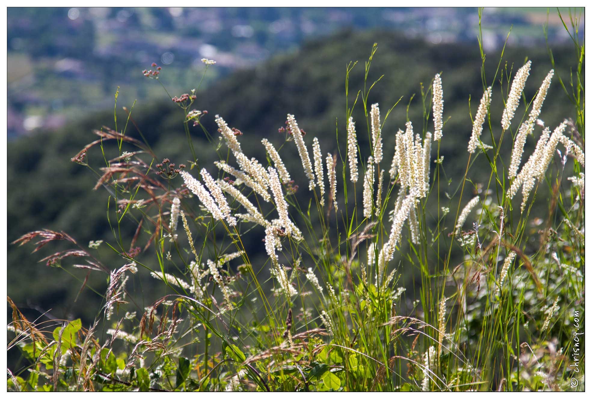 20120617-3990-Sampzon.jpg