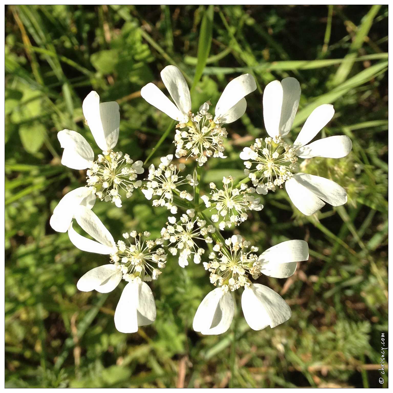 20120617-0597-Fleurs.jpg