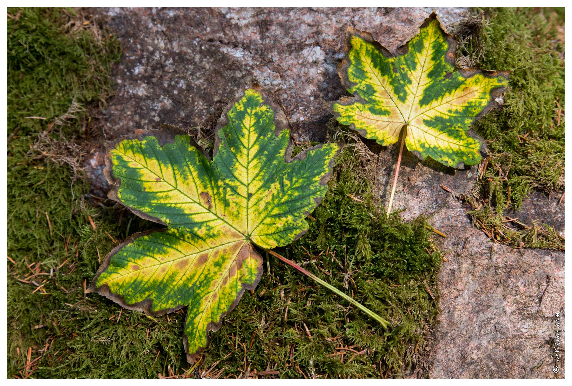 20150812-07_2100-Défile_de_Straiture_feuilles.jpg