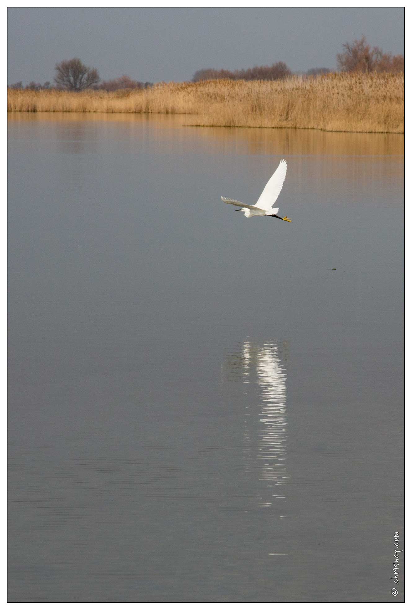 20160124-46 6877-Etang de Vacchares Aigrette - 20160124-46_6877-Etang_de_Vacchares_Aigrette.jpg 20160124-46_6877-Etang_de_Vacchares_Aigrette.jpg