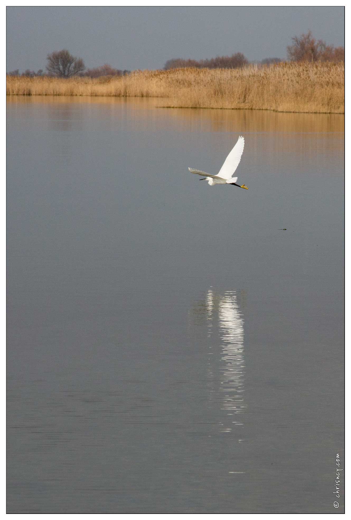 20160124-46_6877-Etang_de_Vacchares_Aigrette.jpg