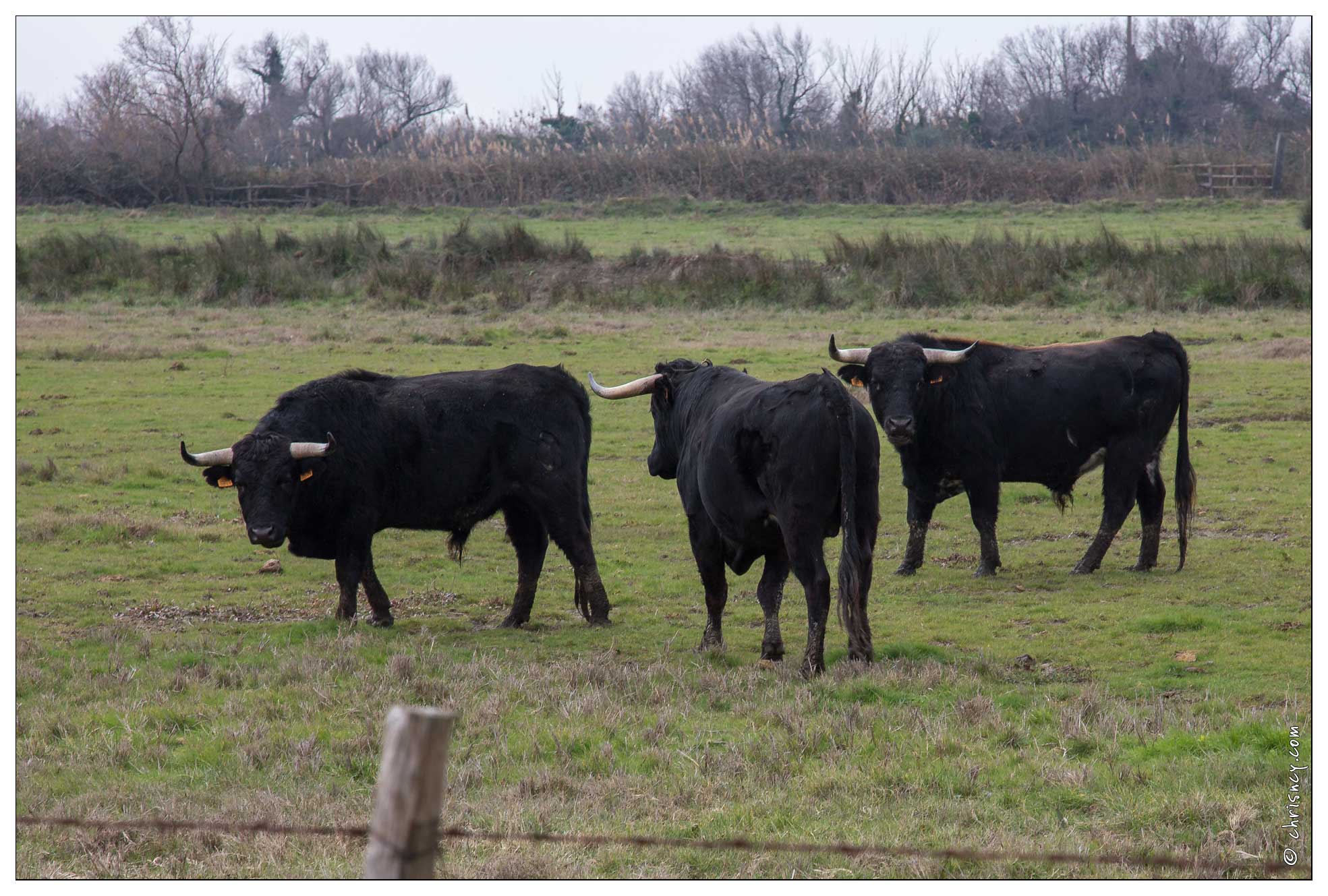 20160124-59_6970-La_Camargue_Taureaux.jpg