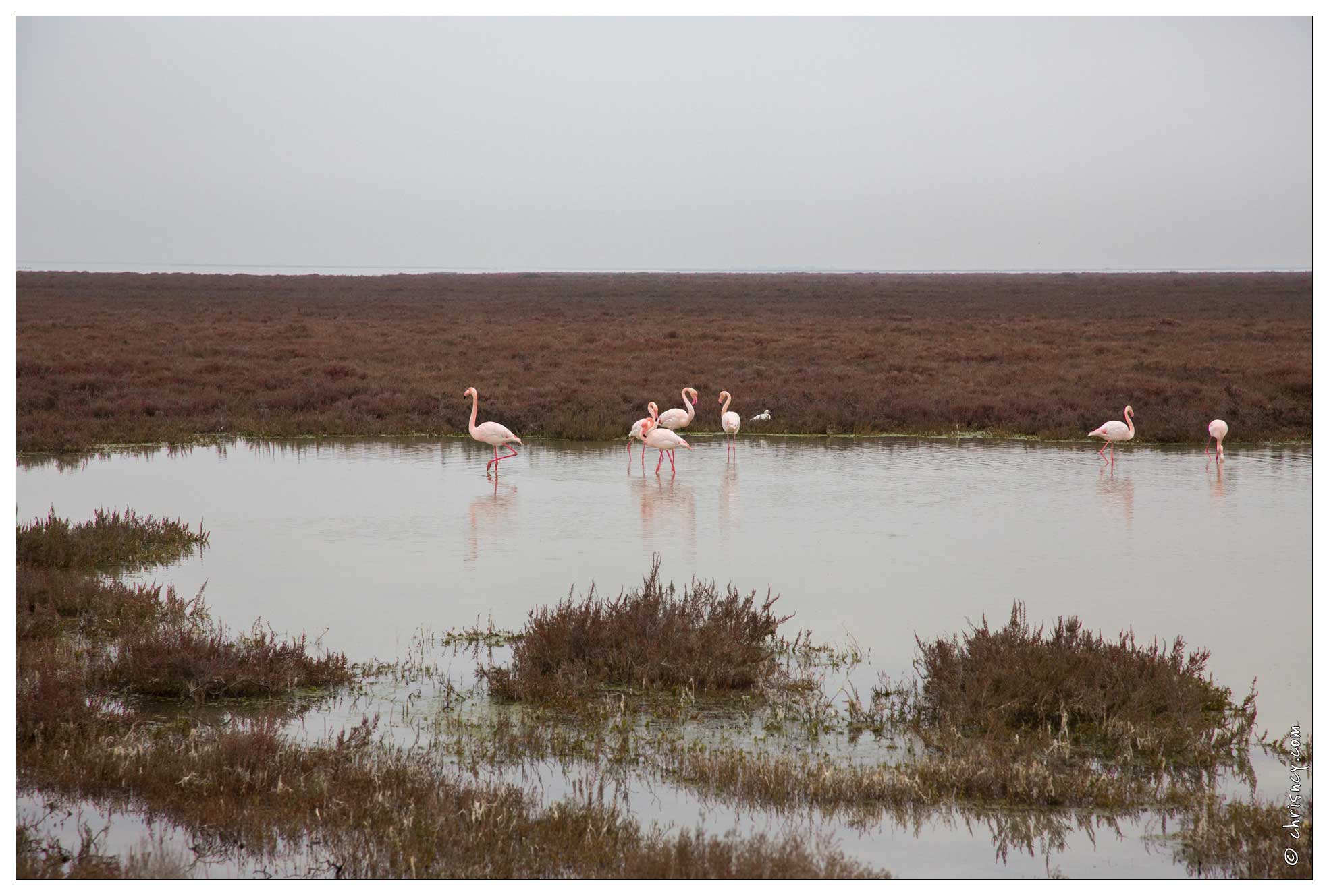 20160126-31_7116-Saintes_Maries_de_la_Mer_Flamands_roses.jpg