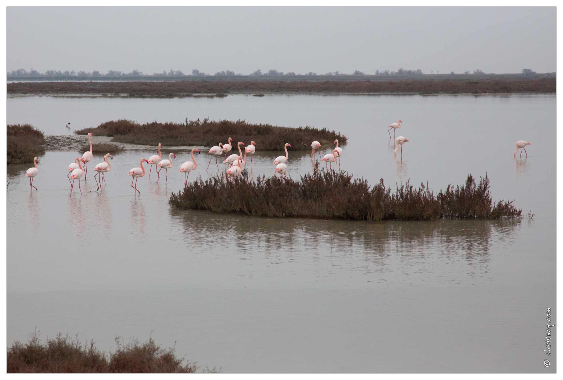 20160126-32_7118-Saintes_Maries_de_la_Mer_Flamands_roses.jpg