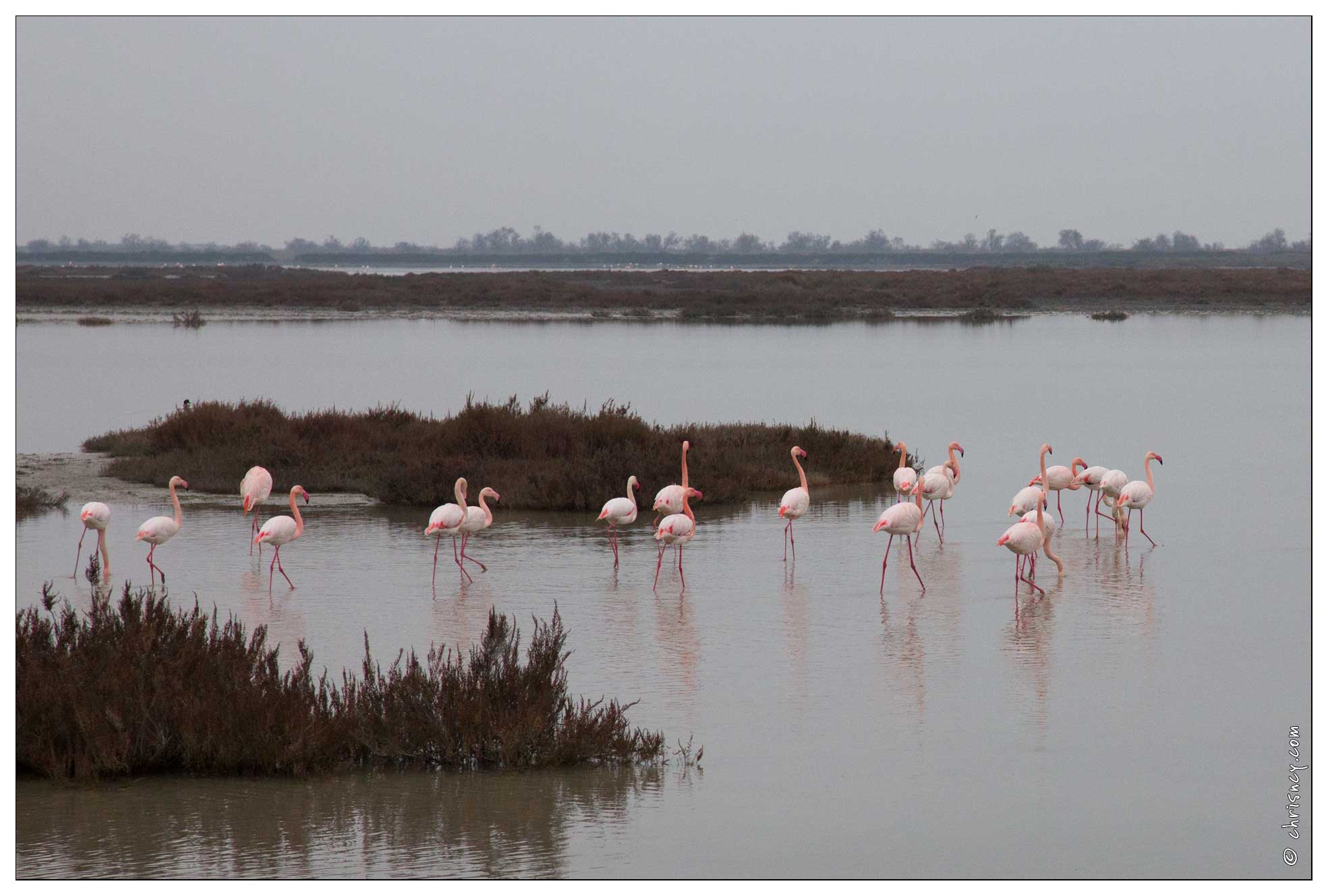 20160126-33 7120-Saintes Maries de la Mer Flamands roses - 20160126-33_7120-Saintes_Maries_de_la_Mer_Flamands_roses.jpg 20160126-33_7120-Saintes_Maries_de_la_Mer_Flamands_roses.jpg