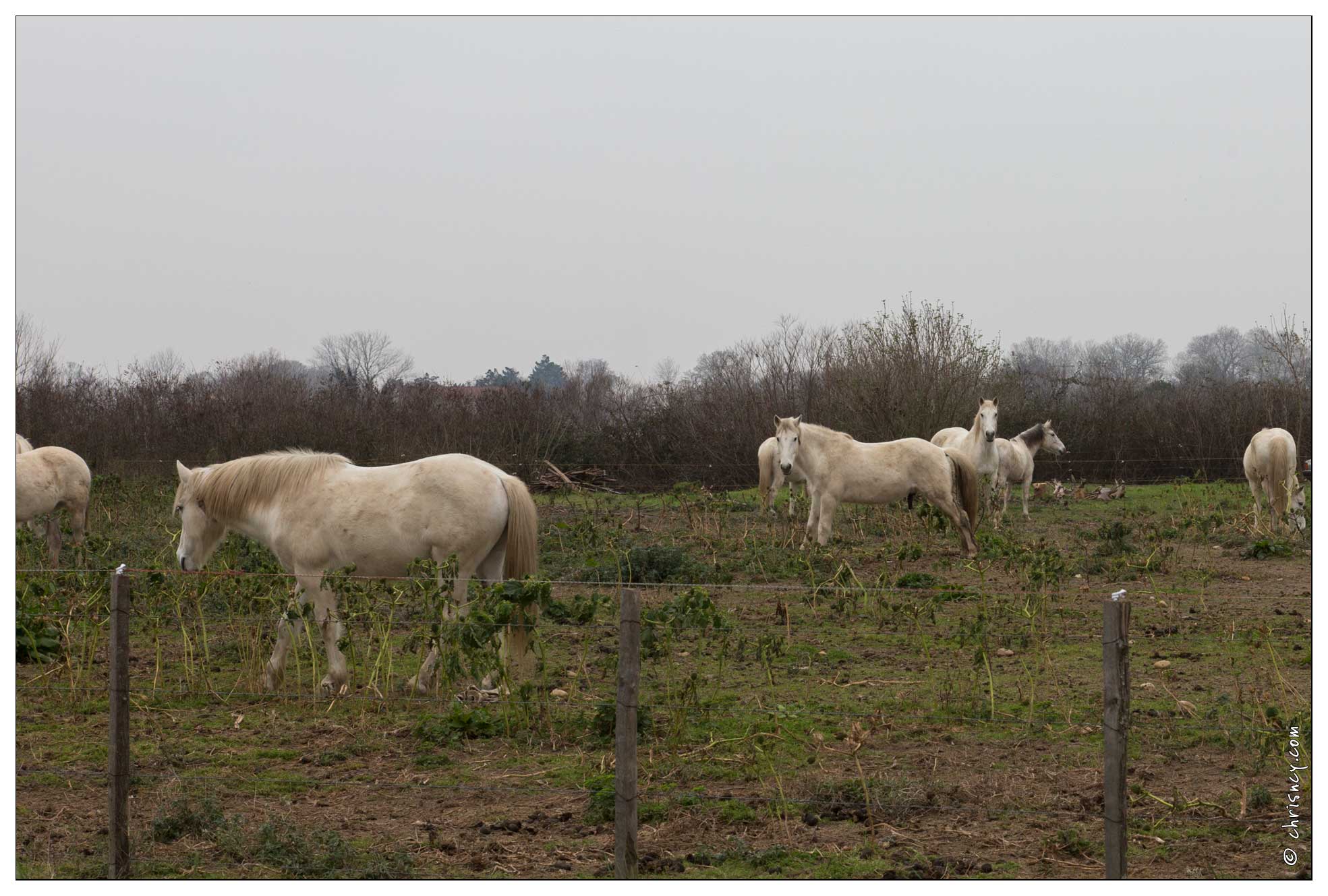 20160126-36_7129-Cabanes_de_Cambon_chevaux.jpg