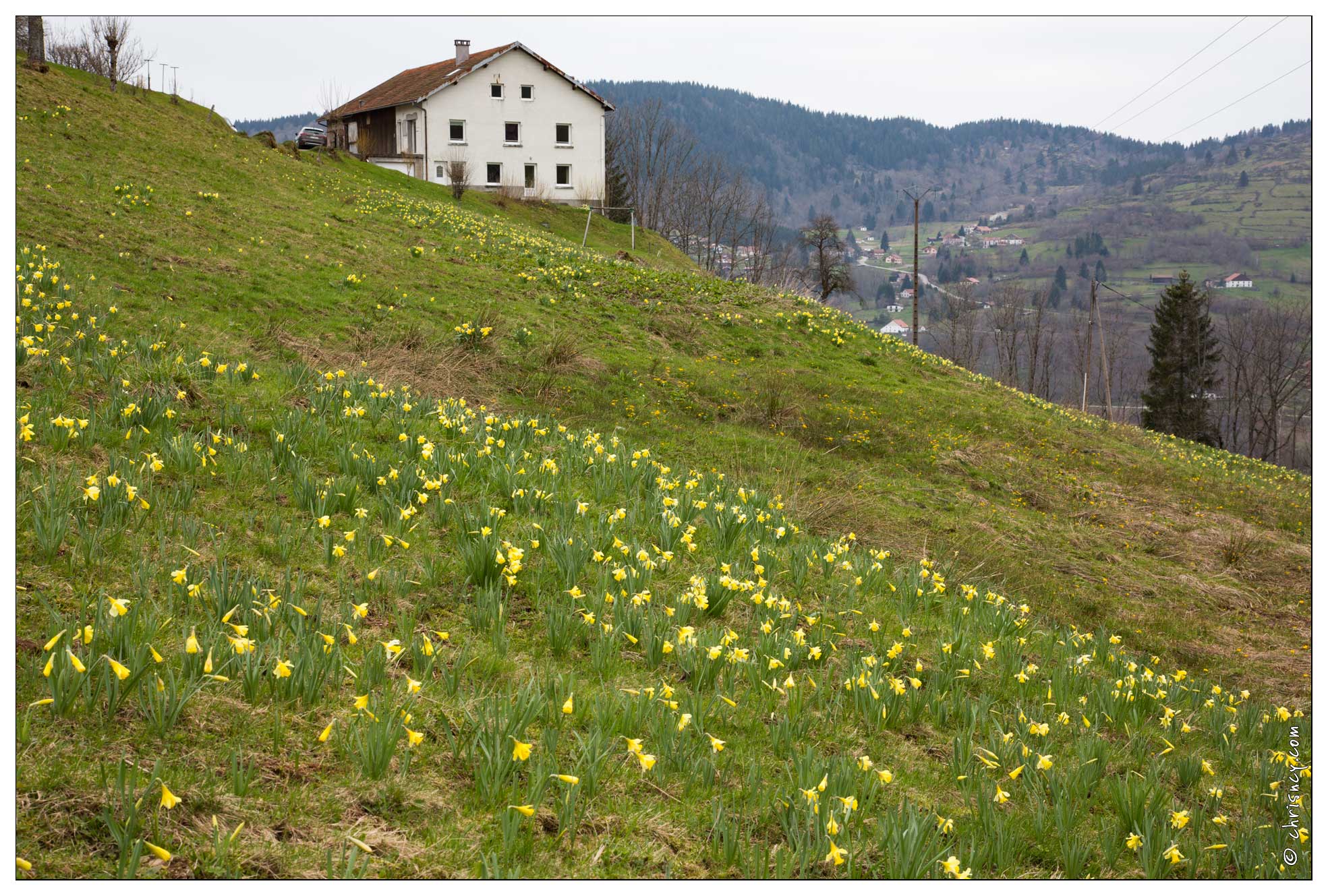 20160409-01_8362-Jonquilles.jpg