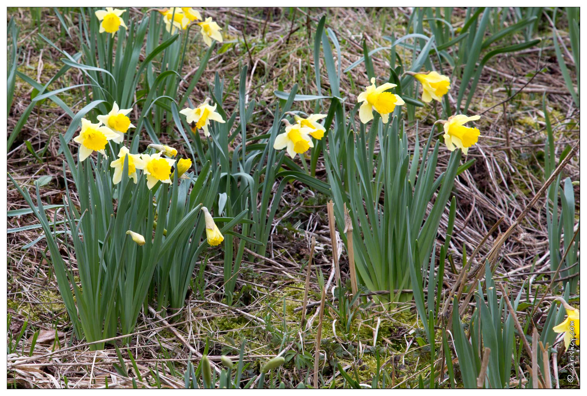 20160409-11 8371-Jonquilles - 20160409-11_8371-Jonquilles.jpg 20160409-11_8371-Jonquilles.jpg