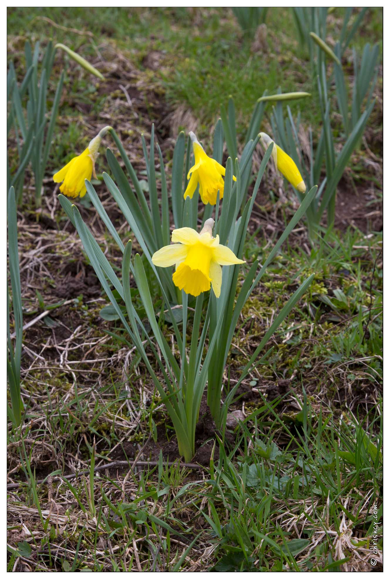 20160409-12_8361-Jonquilles.jpg