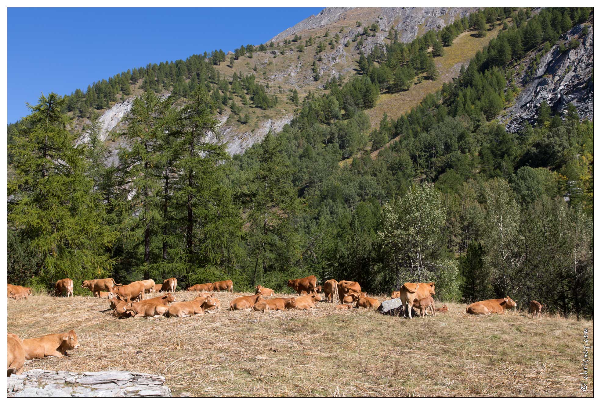 20160929-34_3306-L'Echalp_Petit_Belvedere_du_Viso_Vaches.jpg