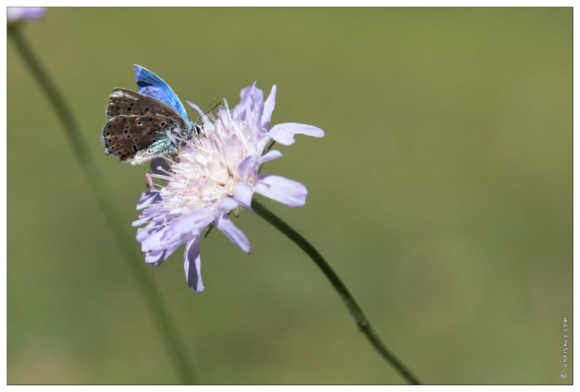 20161005-27_3917-Dans_la_vallee_du_Rabioux_Papillon_Azure_du_Serpolet.jpg