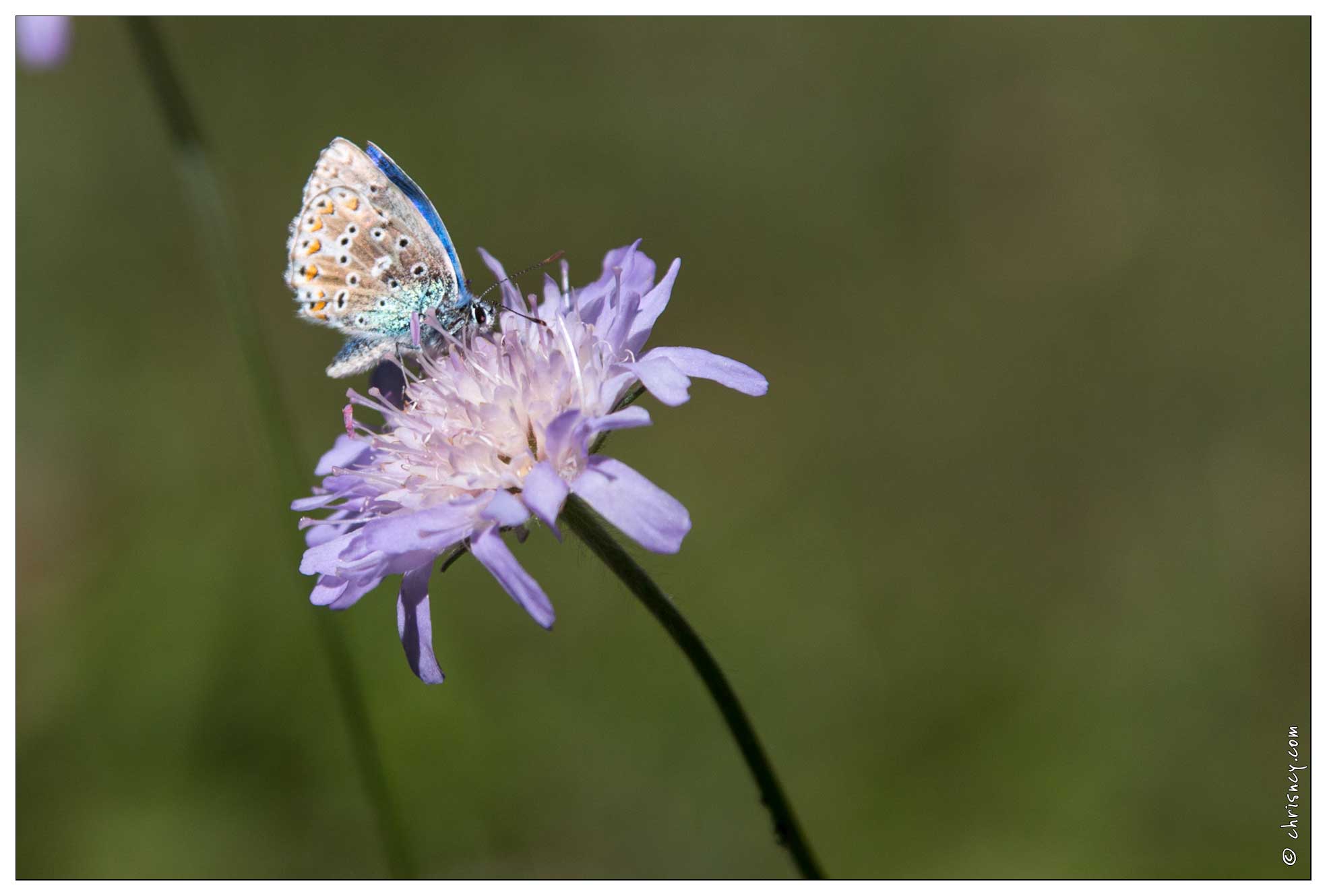 20161005-26_3916-Dans_la_vallee_du_Rabioux_Papillon_Azure_du_Serpolet.jpg