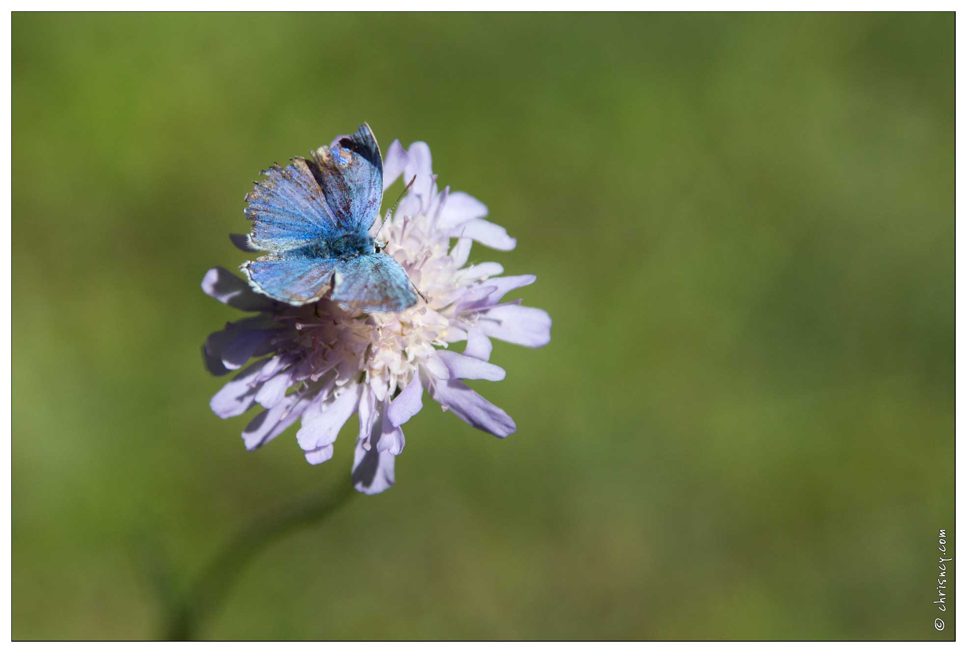 20161005-28_3923-Dans_la_vallee_du_Rabioux_Papillon_Azure_du_Serpolet.jpg