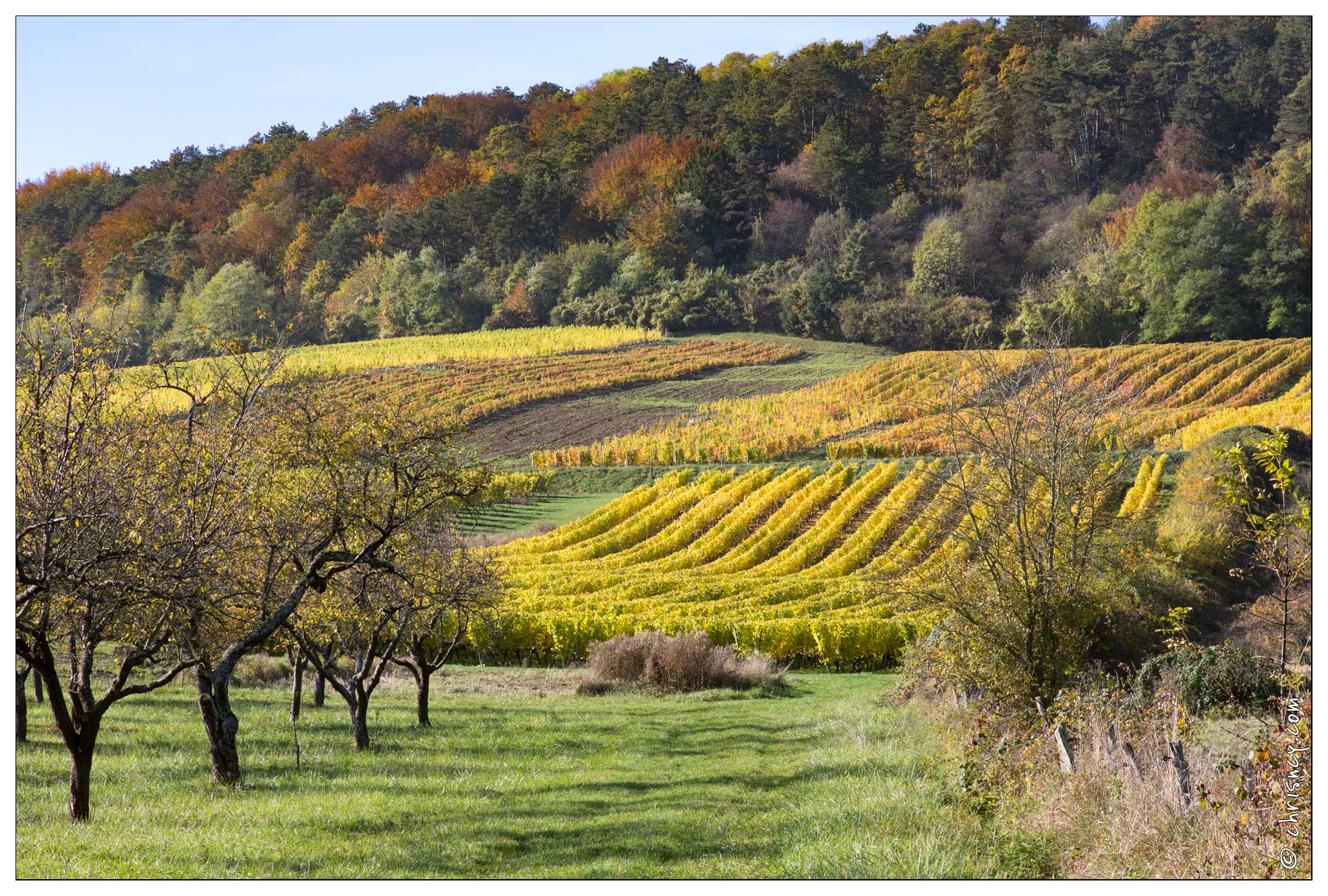 20161030-07_5281-Bruley_Vignes.jpg