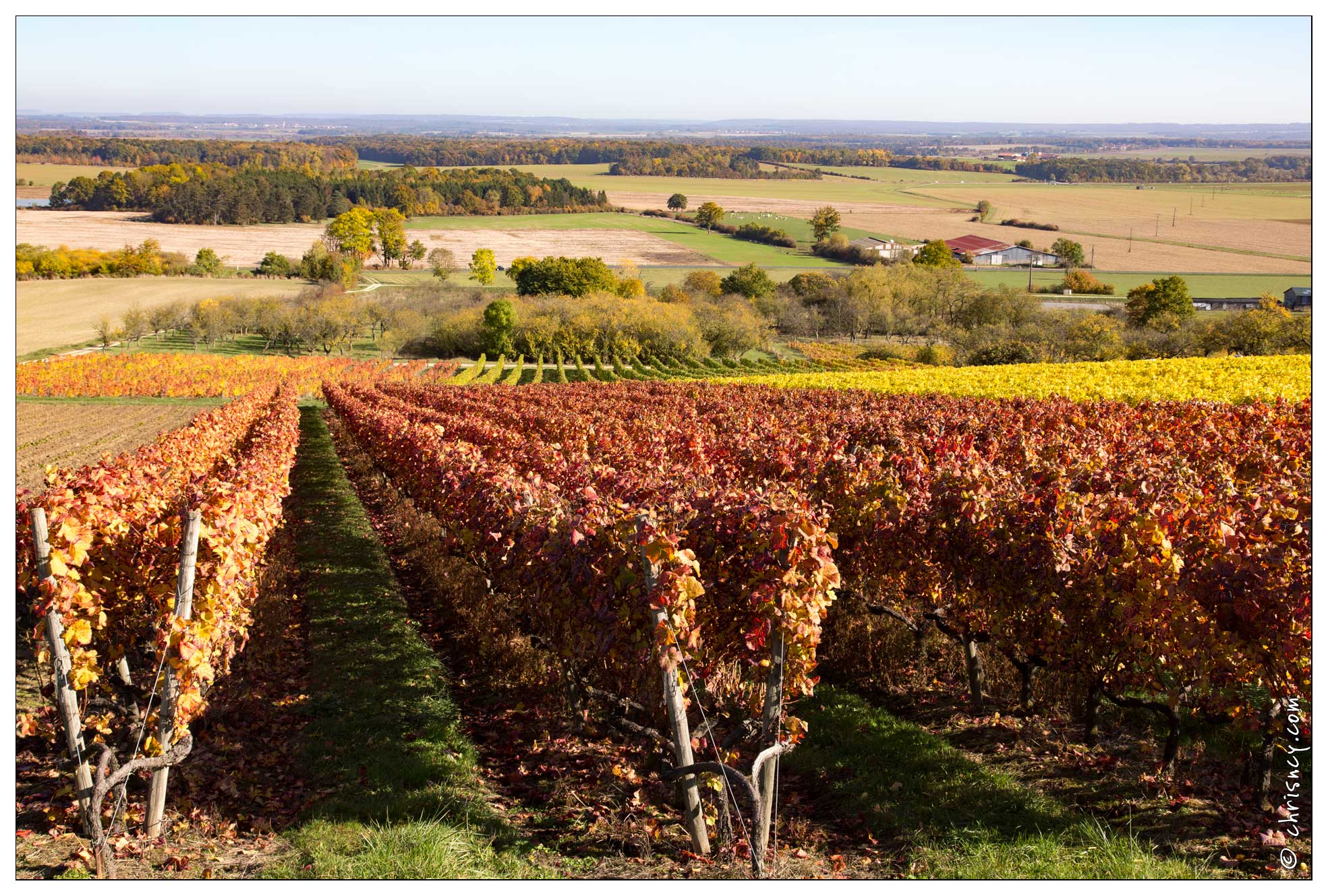 20161030-12_5307-Bruley_Vignes.jpg