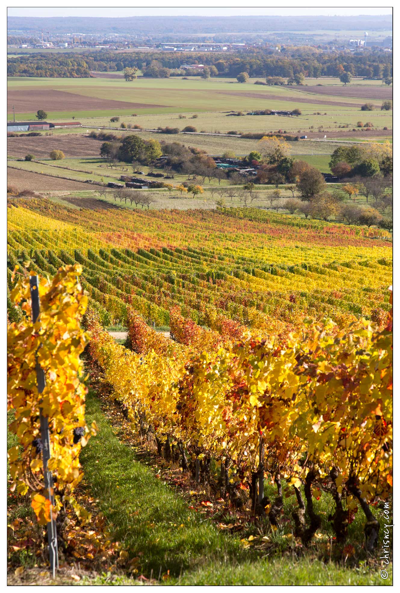 20161030-22_5321-Bruley_Vignes.jpg