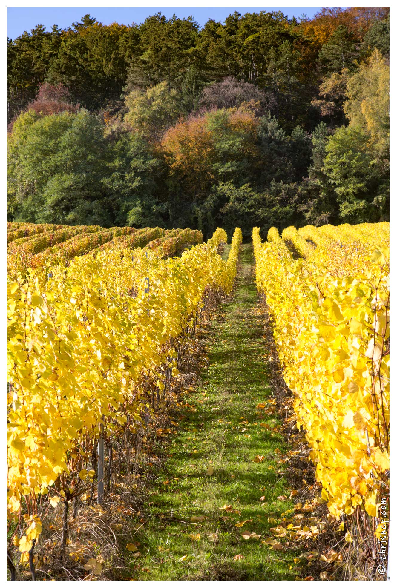 20161030-23_5314-Bruley_Vignes.jpg