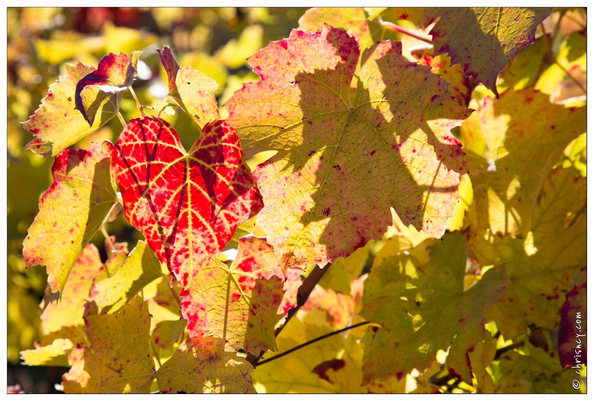 20161030-33_5306-Bruley_Vignes.jpg