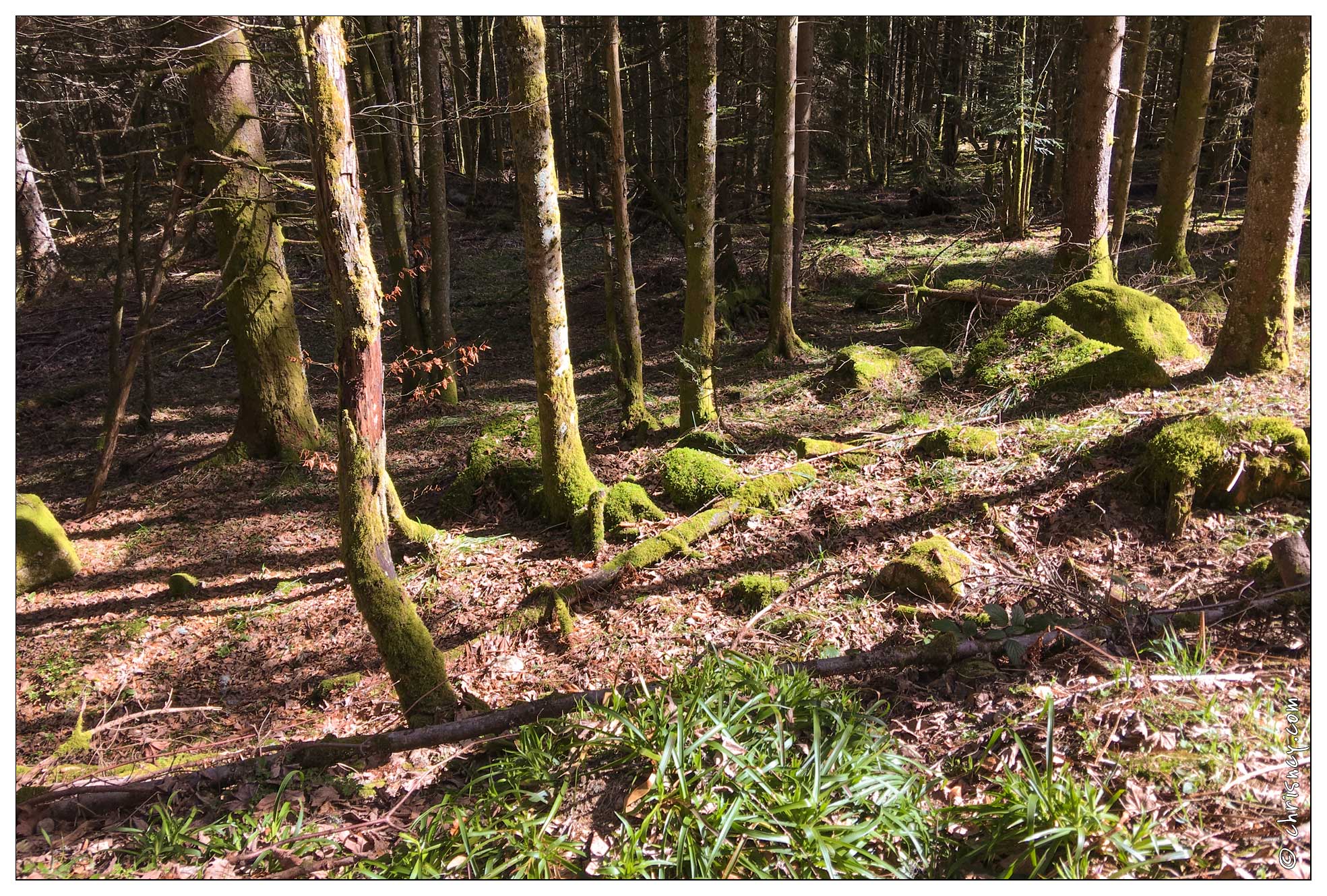 20170329-05_5852-Lispach_balade_Roche_des_Vieux_Chevaux.jpg