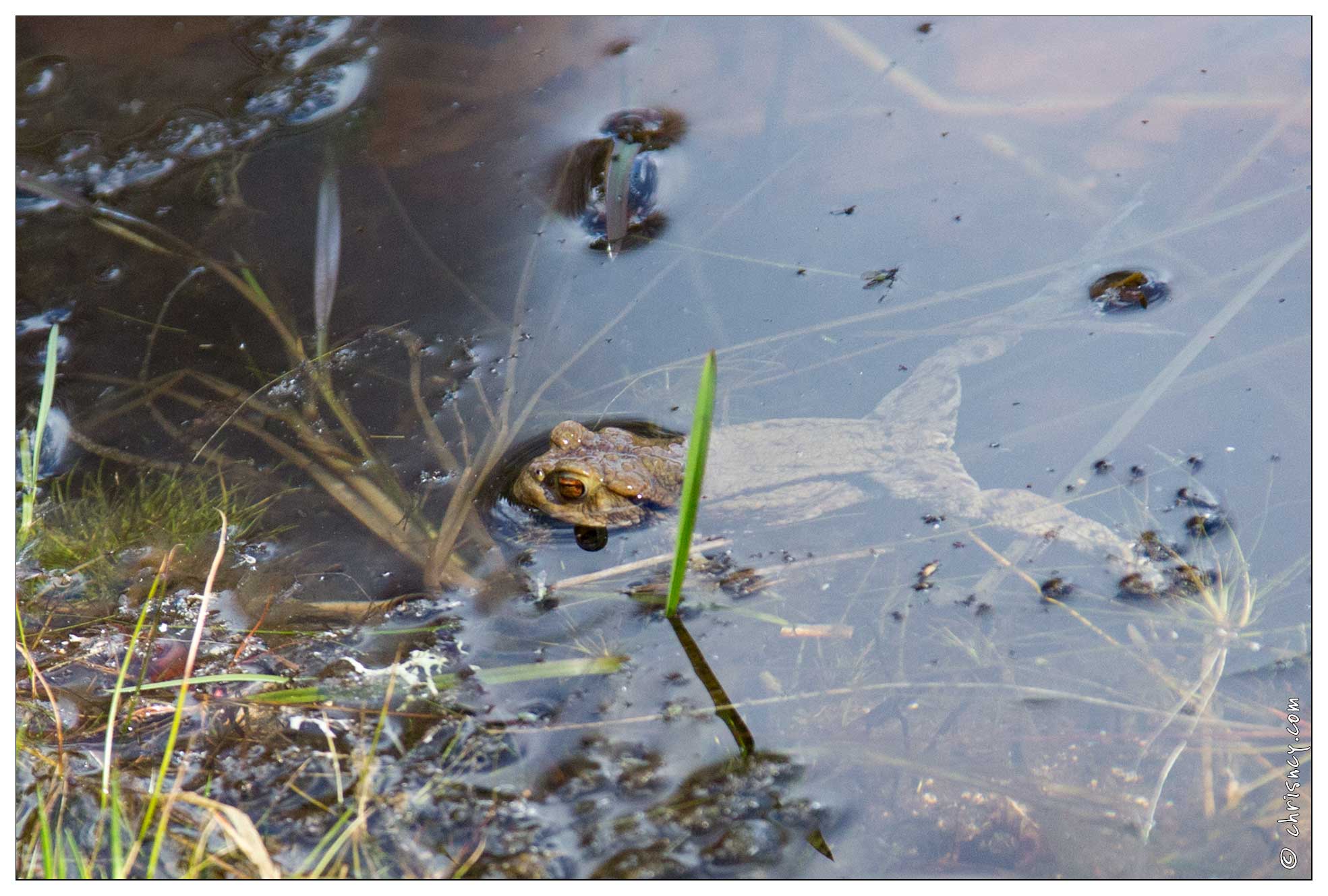 20170409-25_7701-La_Bresse_Lac_de_la_cuve_crapaud.jpg