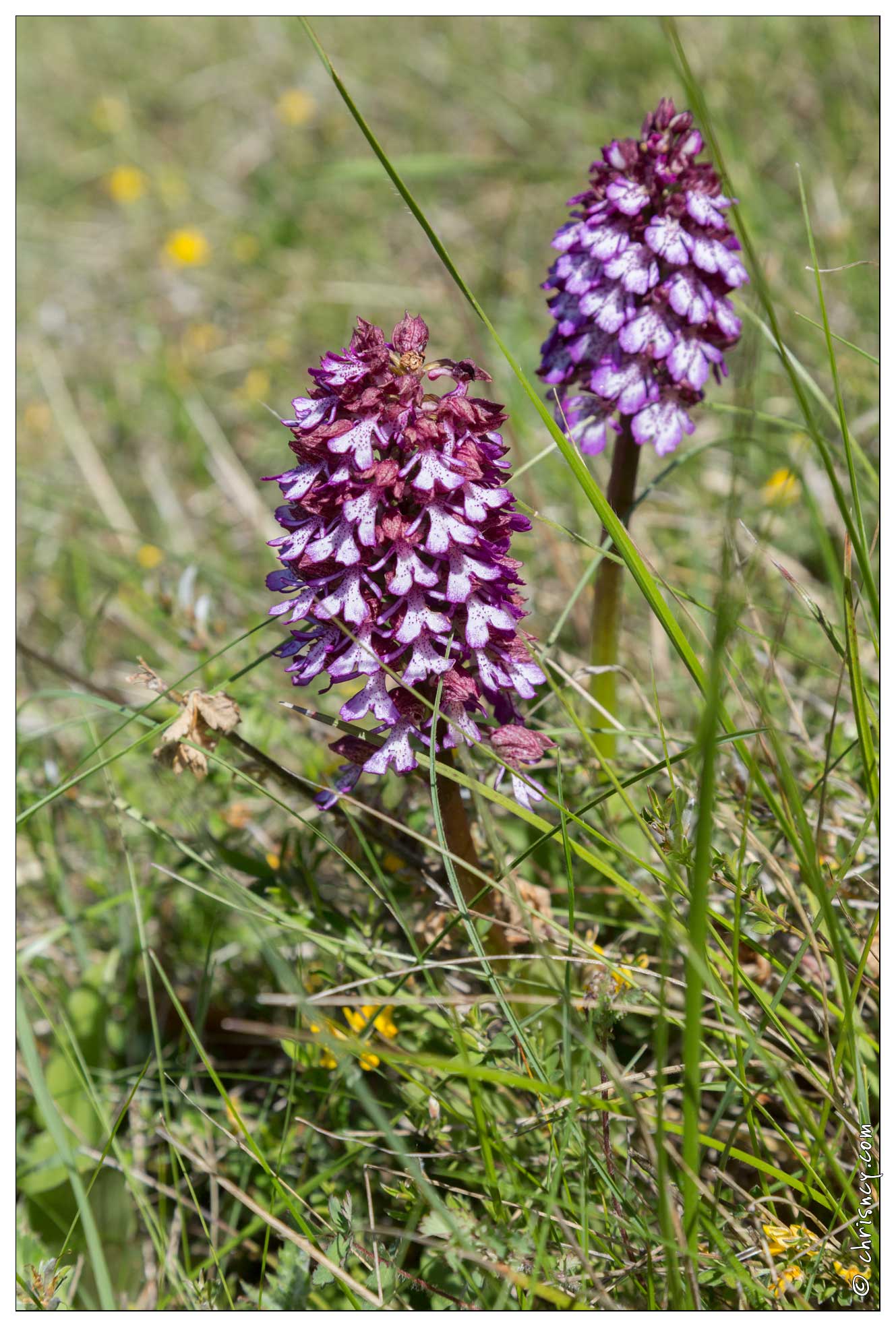 20170515-10_0026-Orchis_Pourpre.jpg